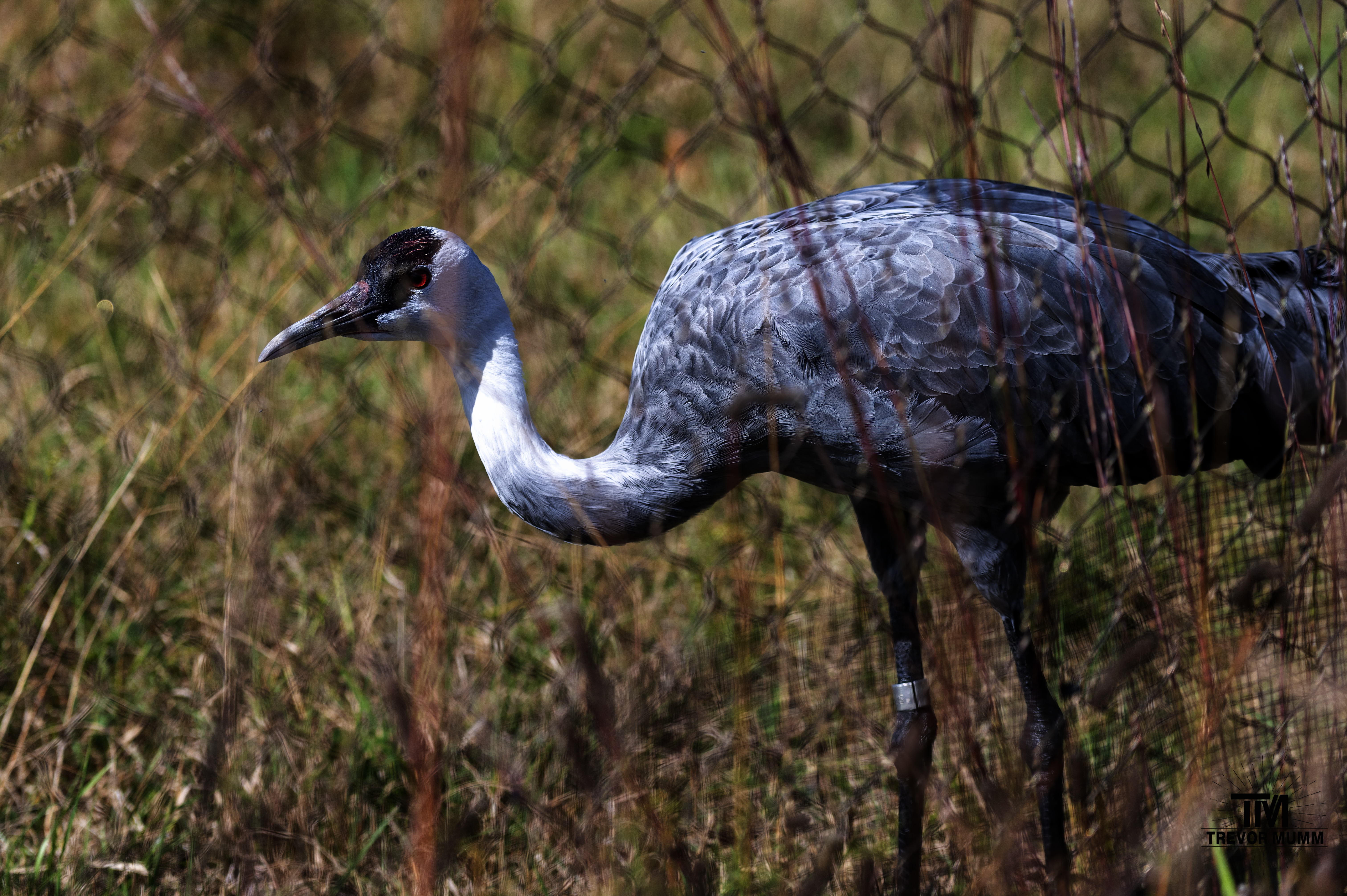 Hooded Crane