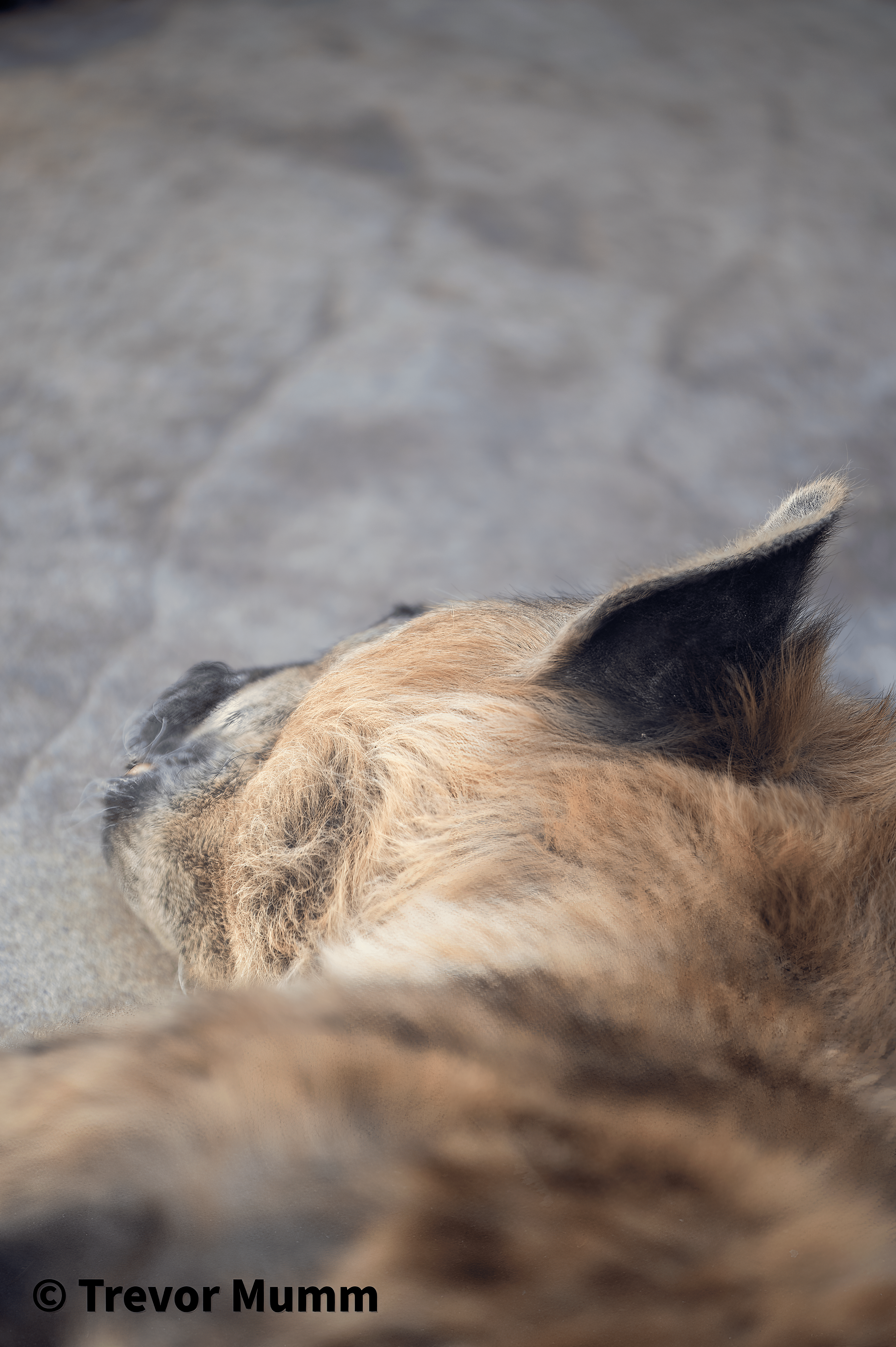 Sleepy Hyena | Irvine Park