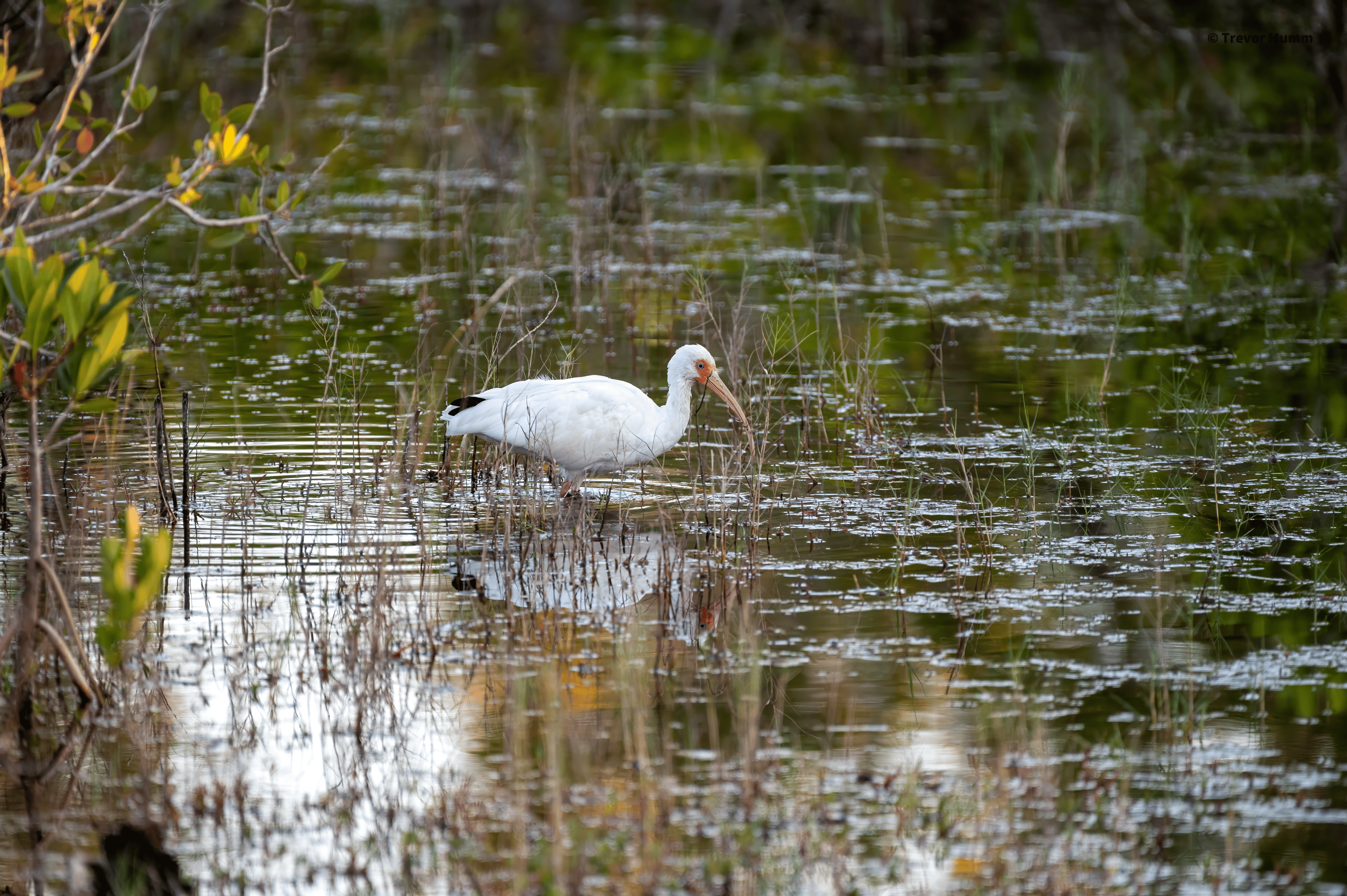 White Ibis | Everglades