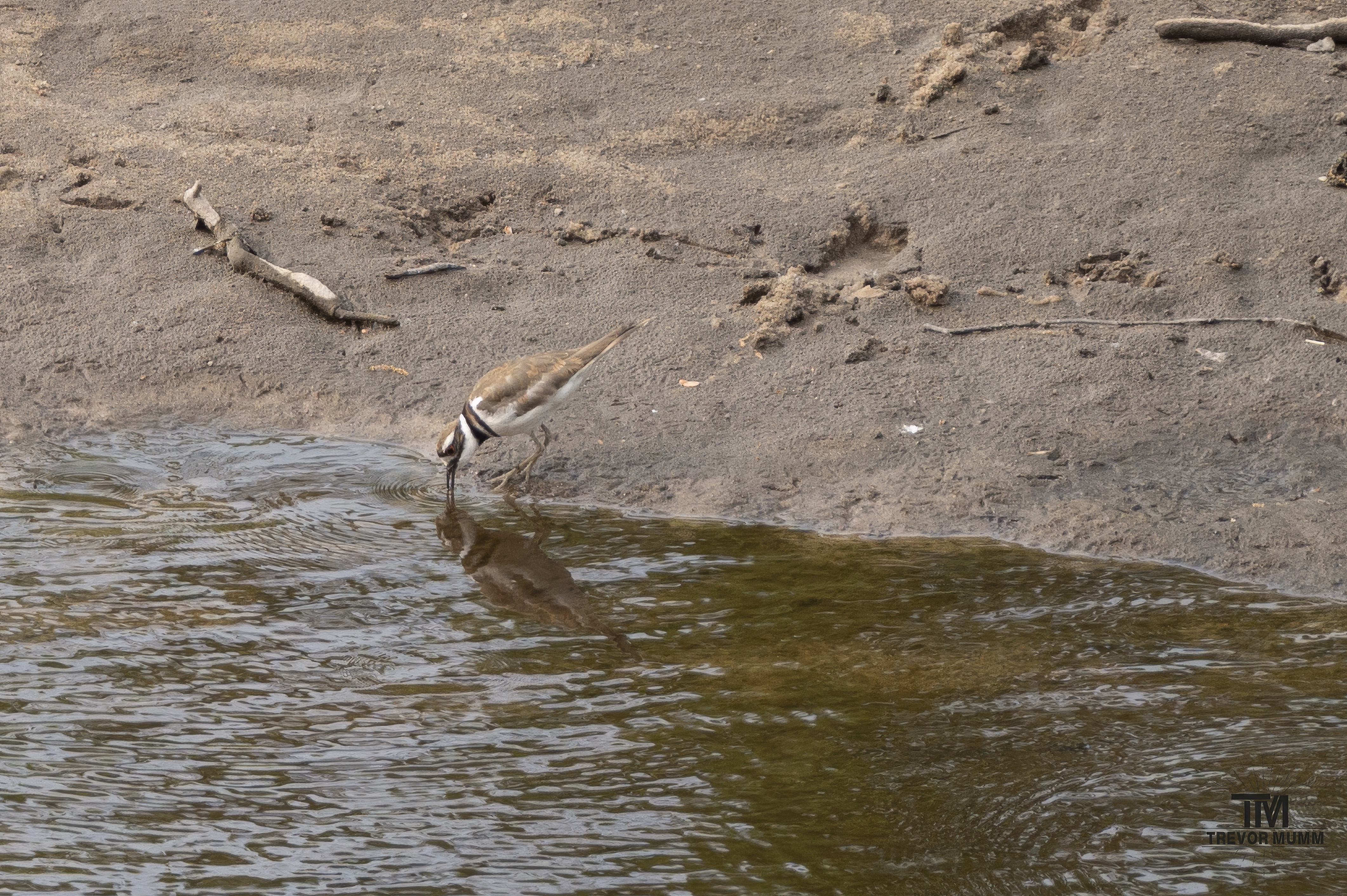 Killdeer | Big Falls, Fall Creek, WI