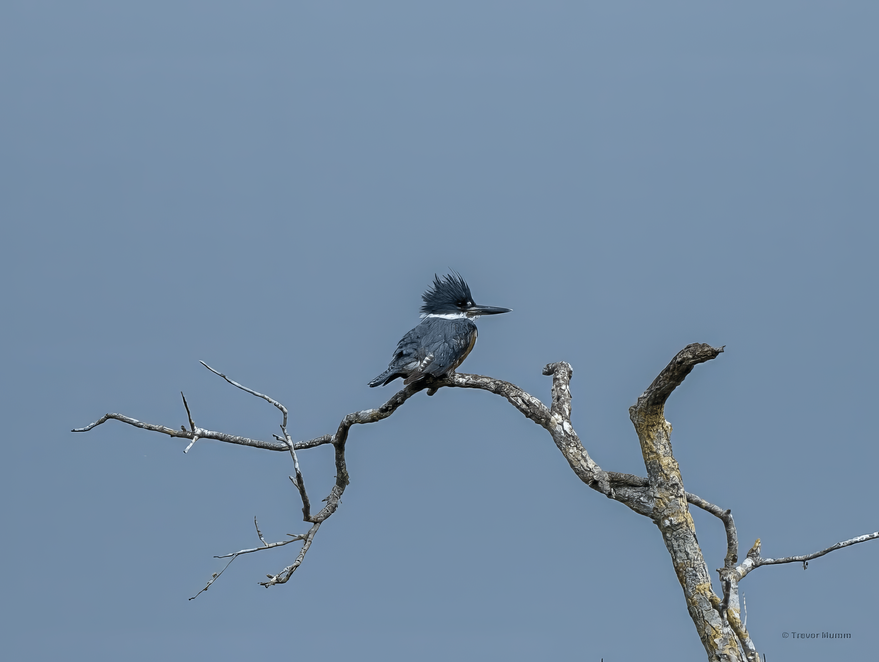 King Fisher | Everglades