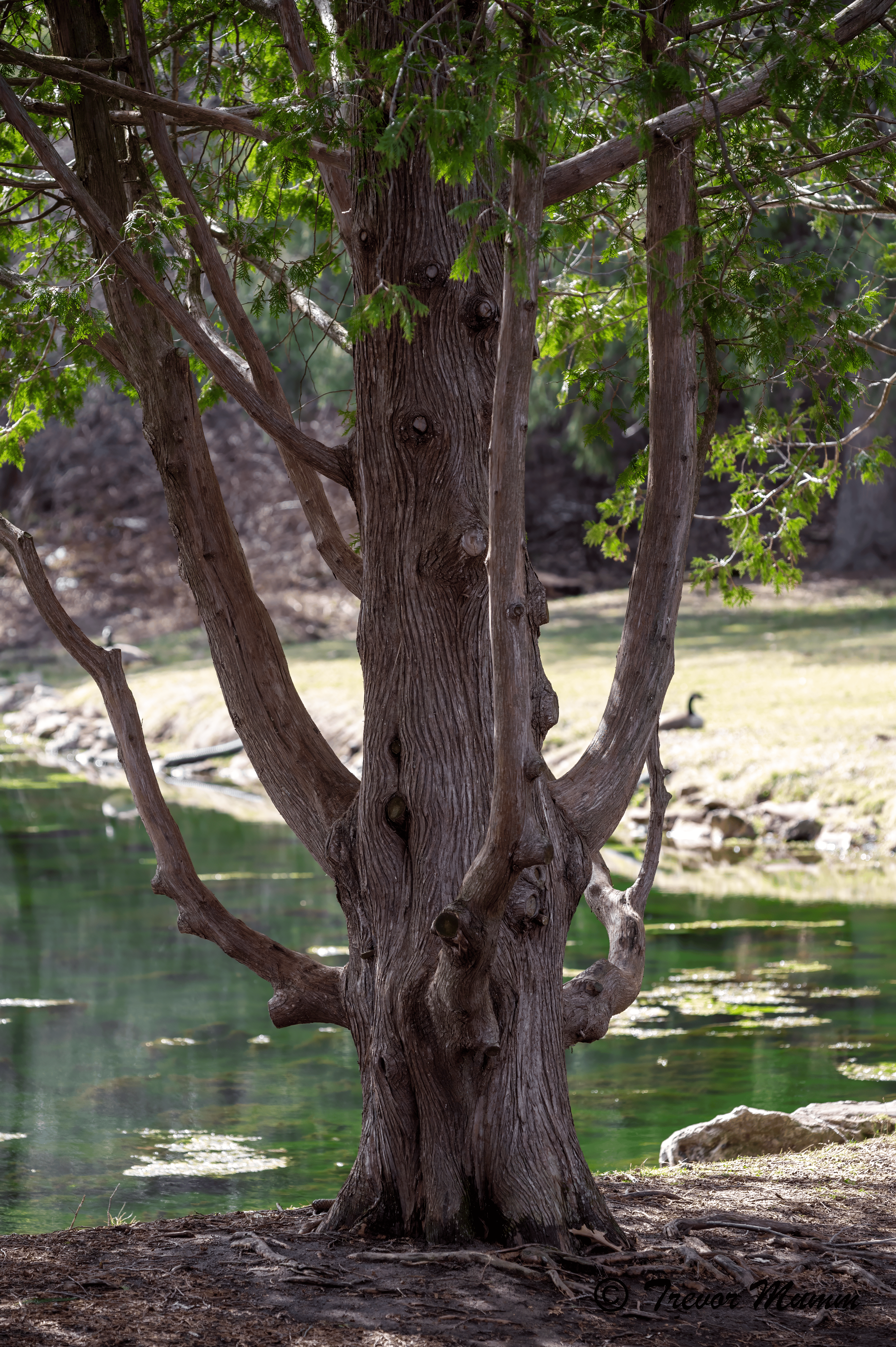 Knotted Tree | Gun & Rod