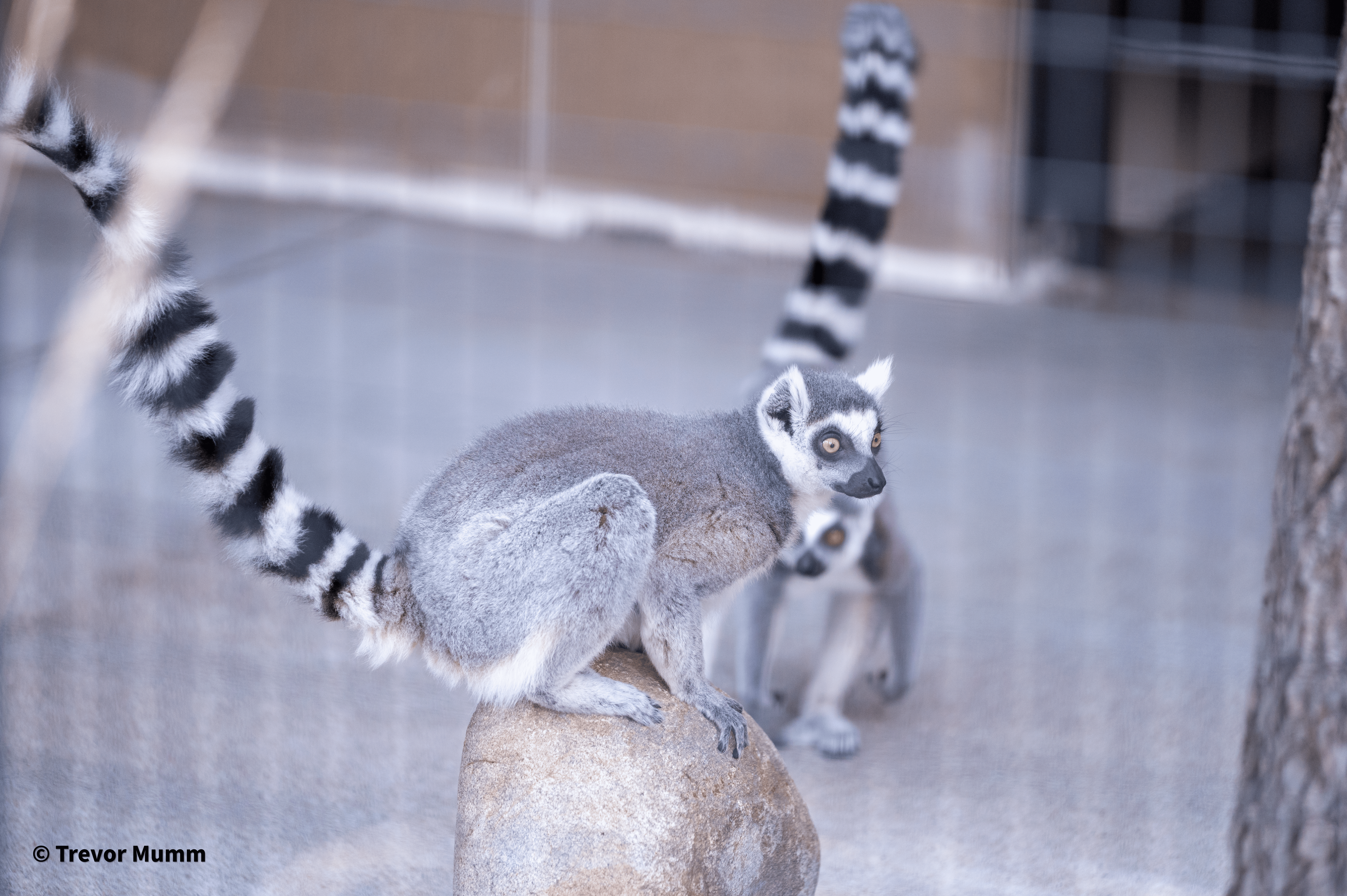Ring Tailed Lemur | Irvine Park