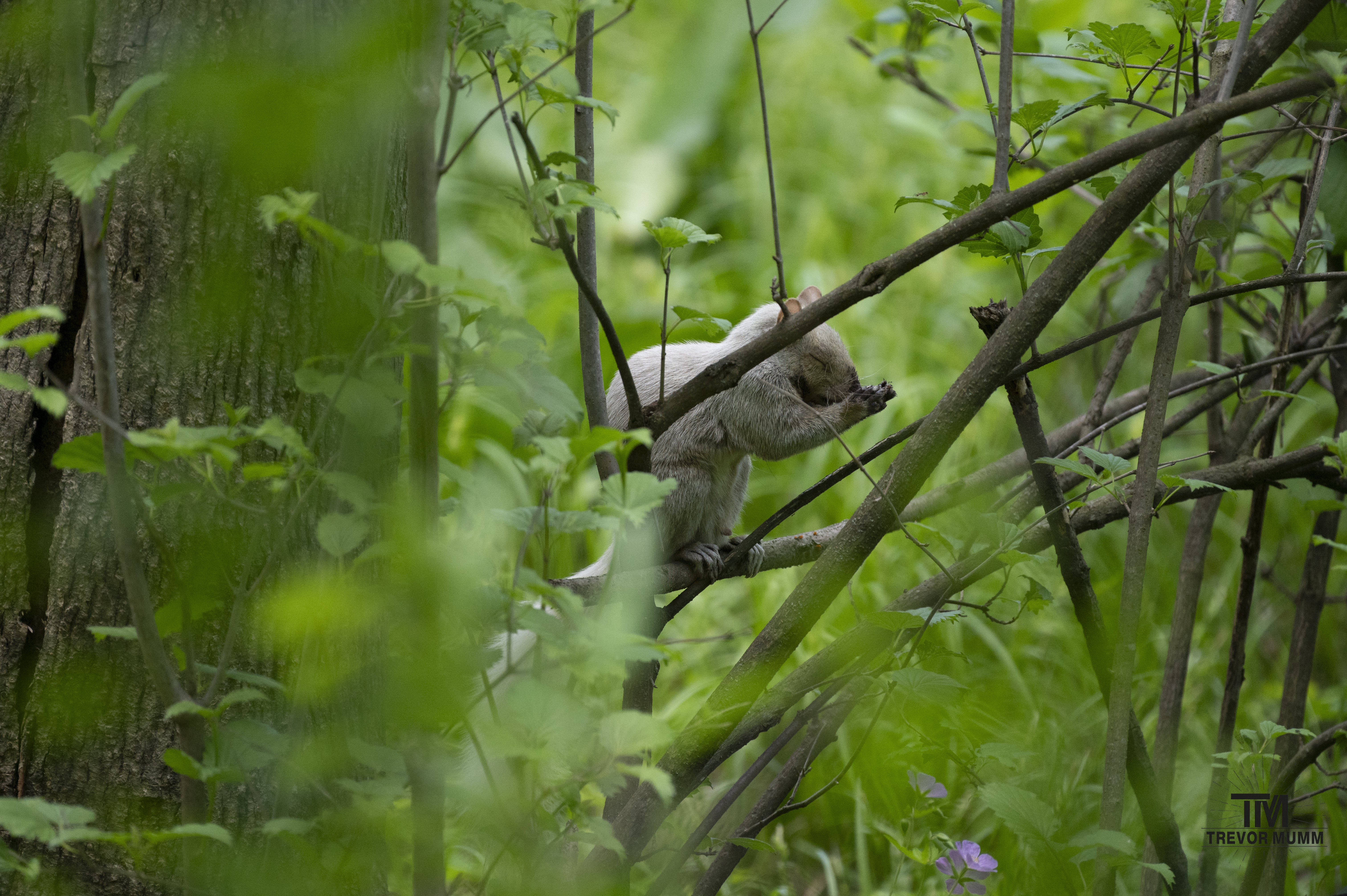 Leucistic Grey Squirrel @ Putnam Park | Eau Claire, WI