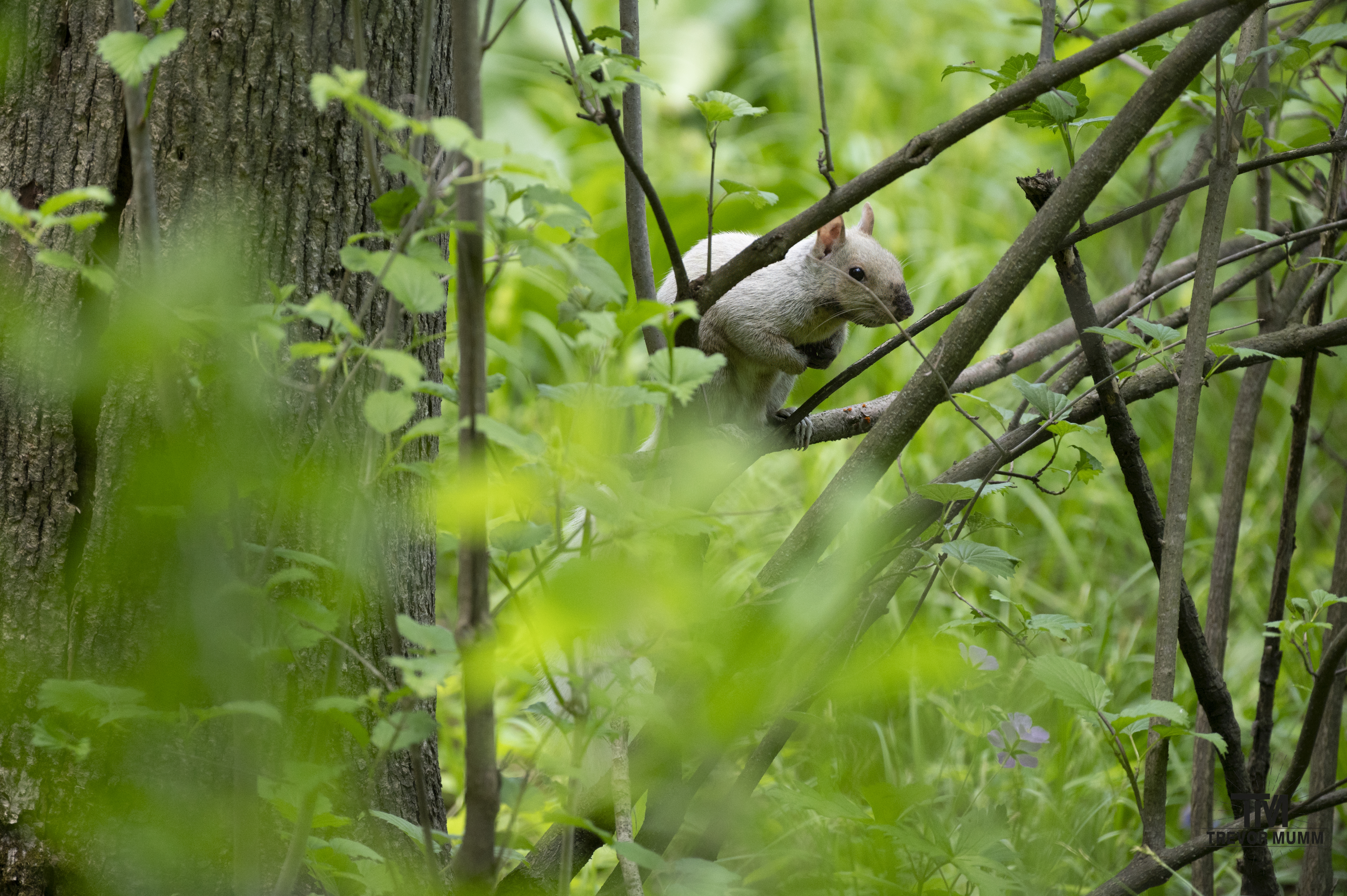 Leucistic Grey @ Squirrel Putnam Park | Eau Claire, WI