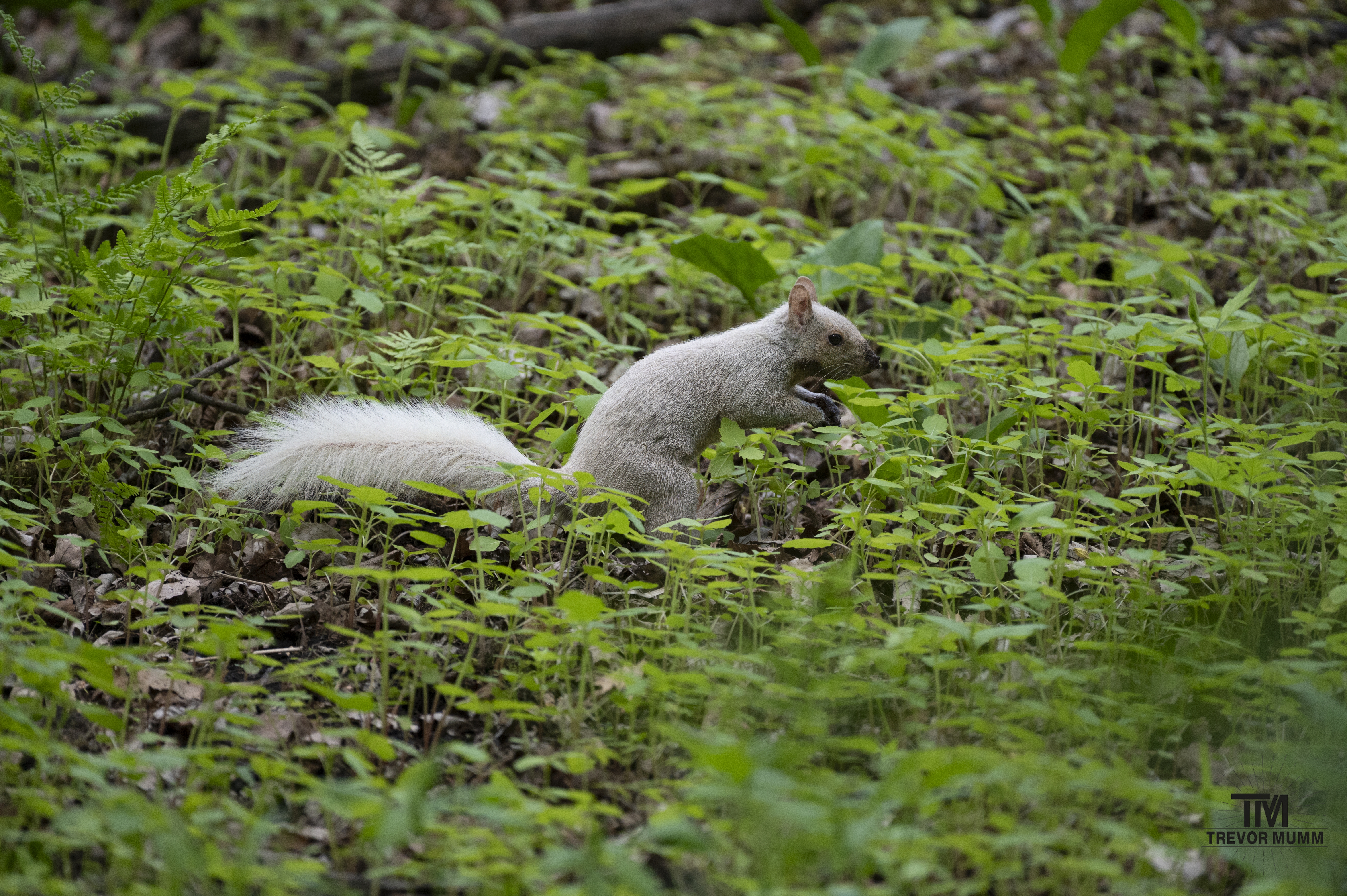 Leucistic Grey Squirrel @ Putnam Park | Eau Claire, WI