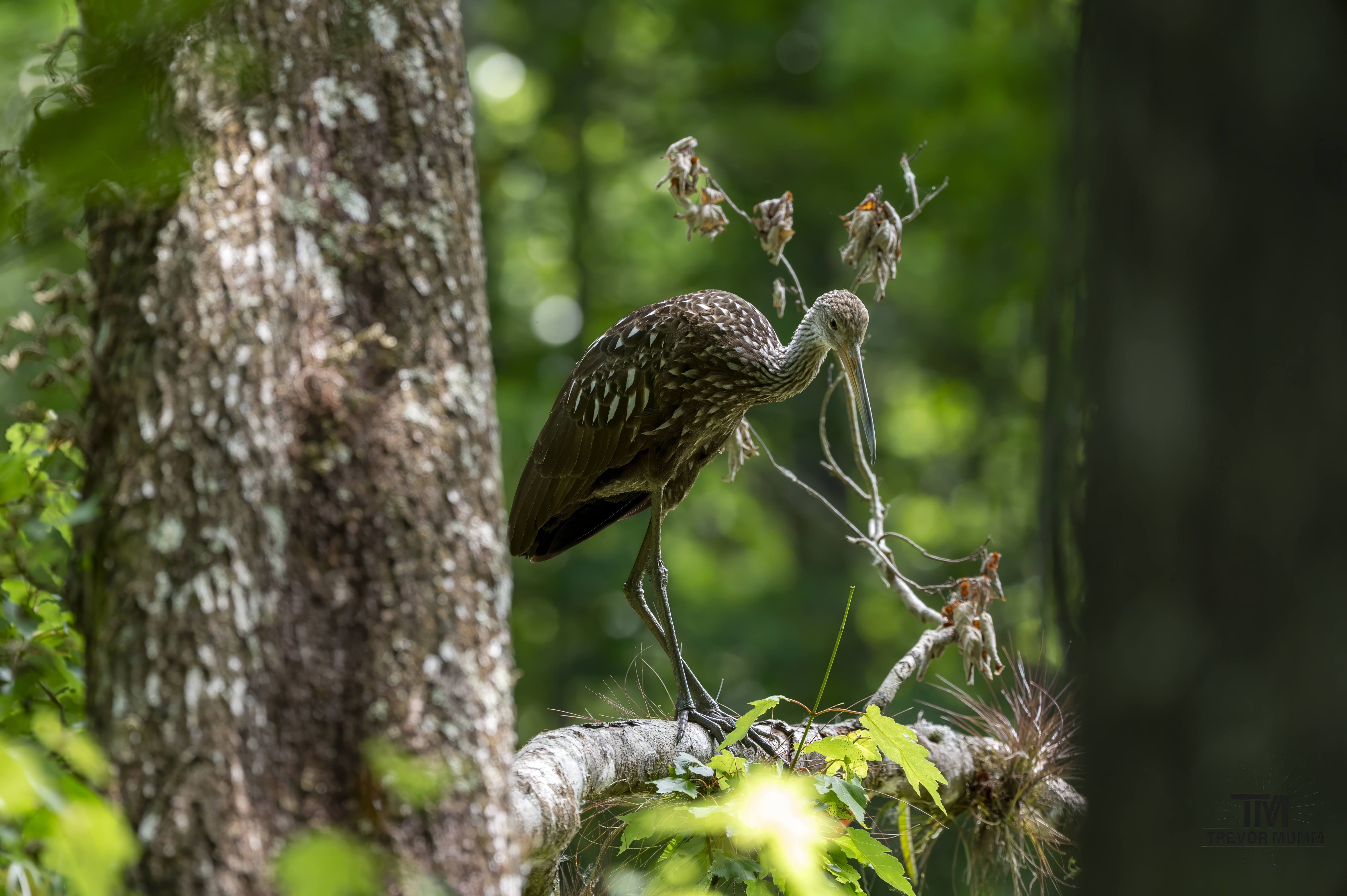Limpkin | Everglades 2025