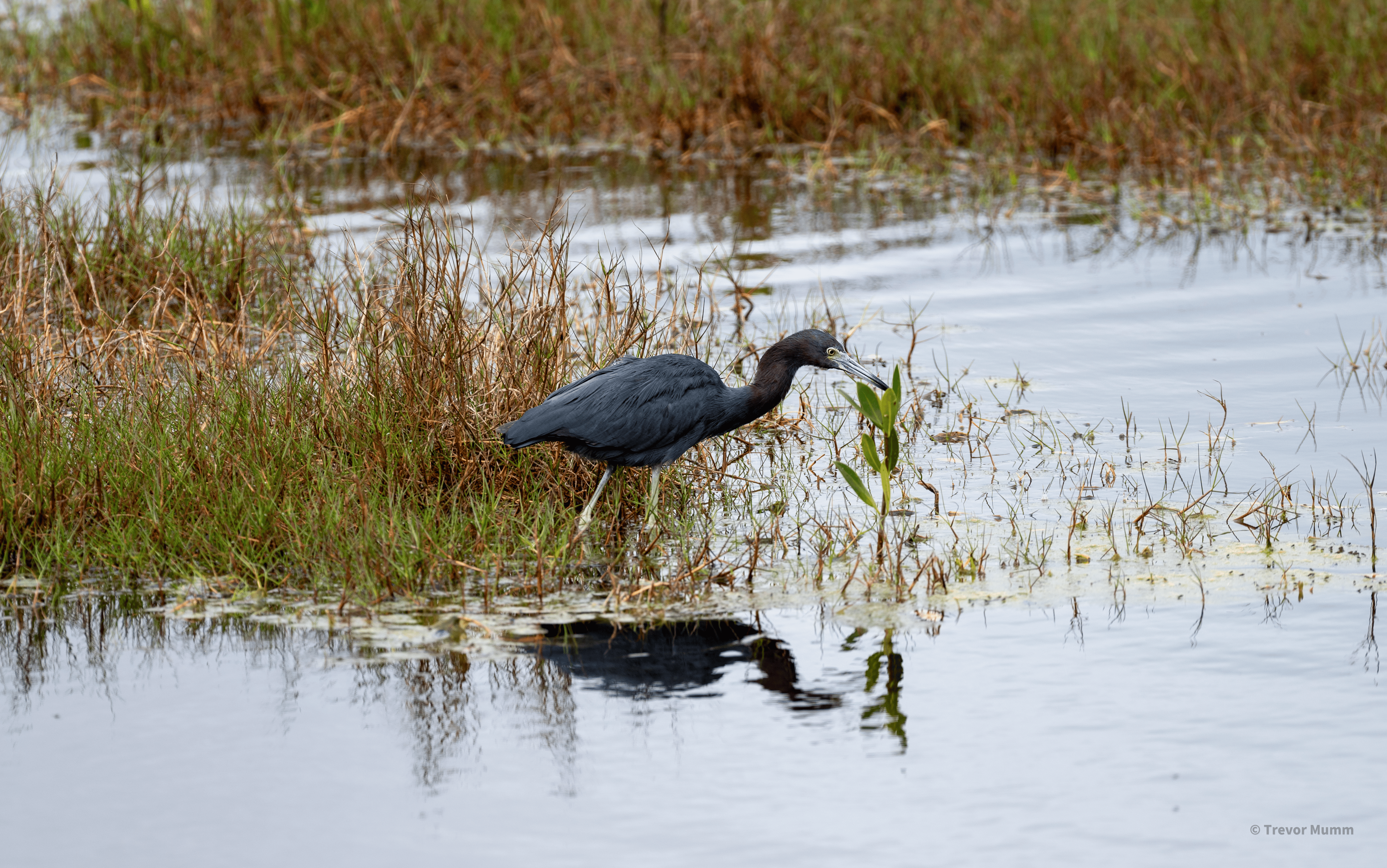 Little Blue Heron | Everglades