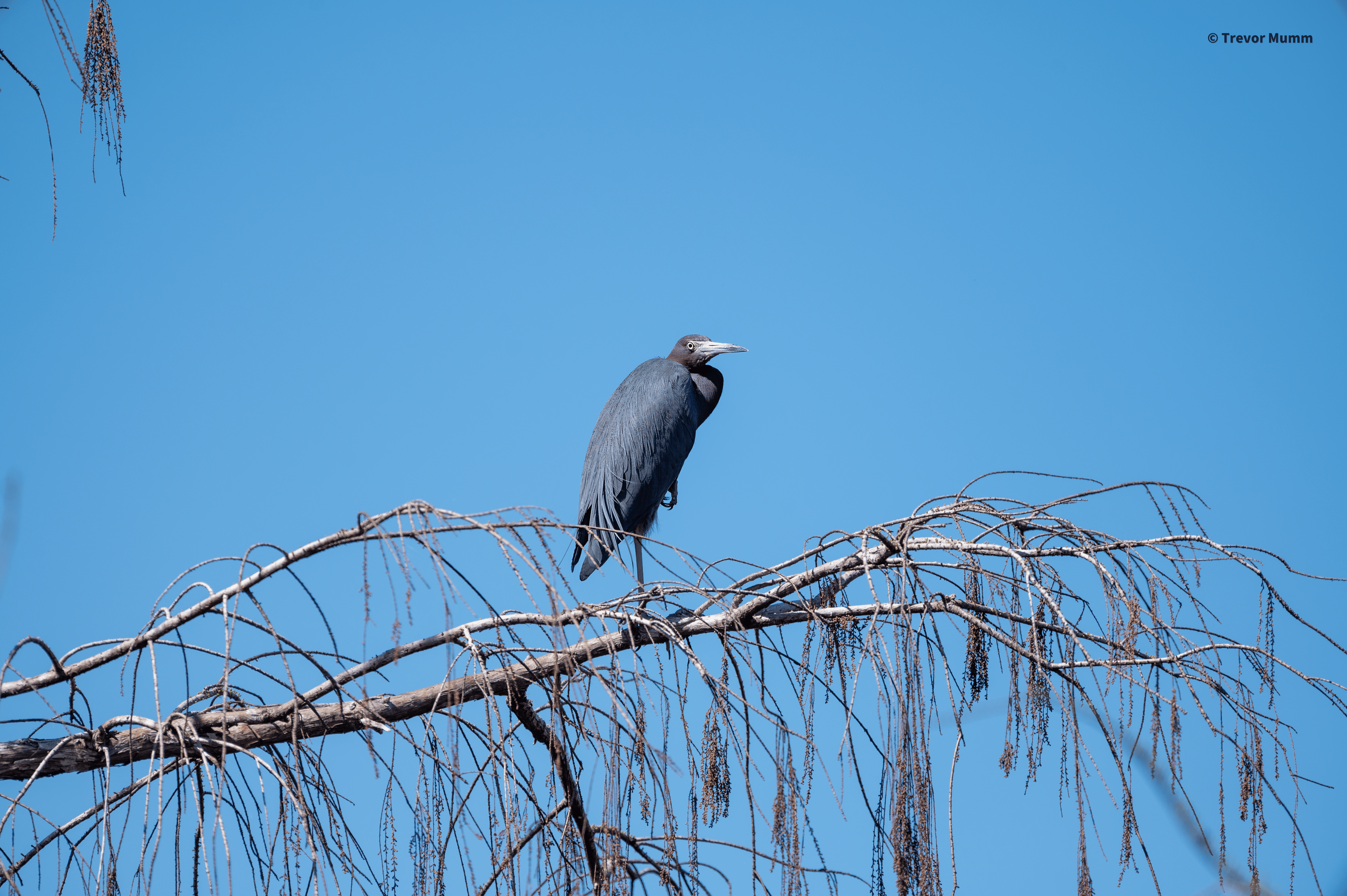 Little Blue Heron | Everglades