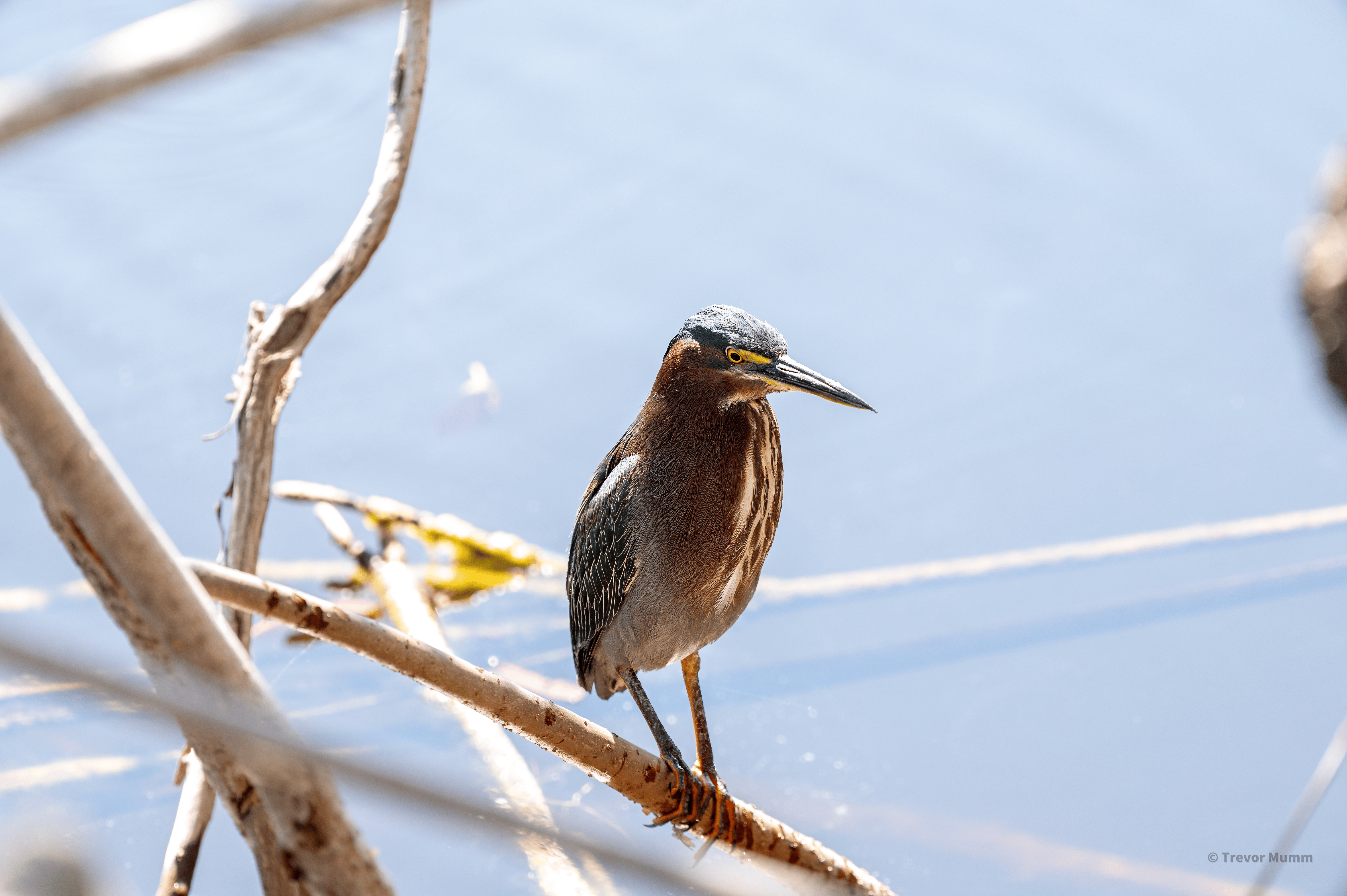Little Green Heron | Everglades