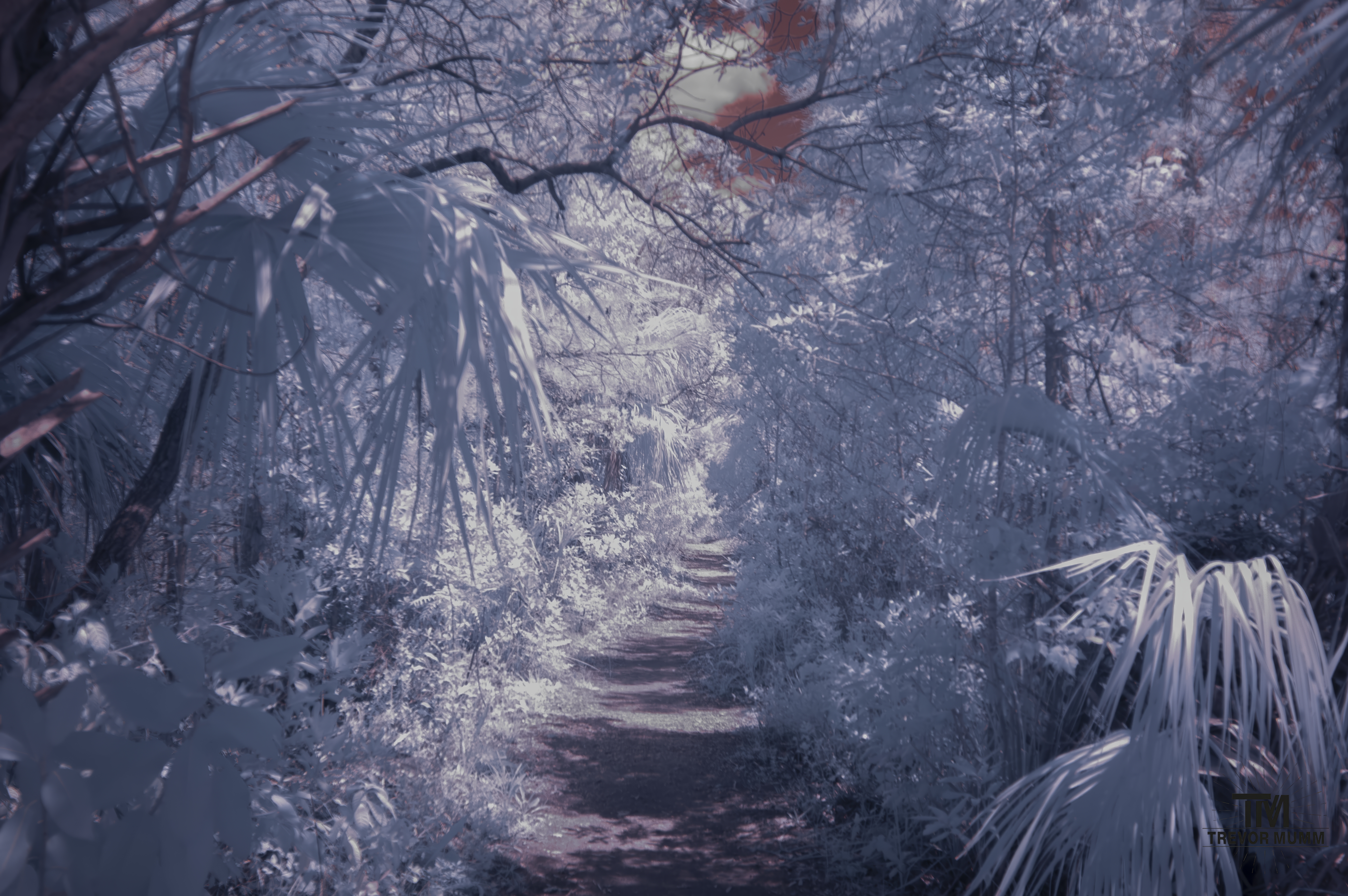 Infrared 11 | Everglades 2025