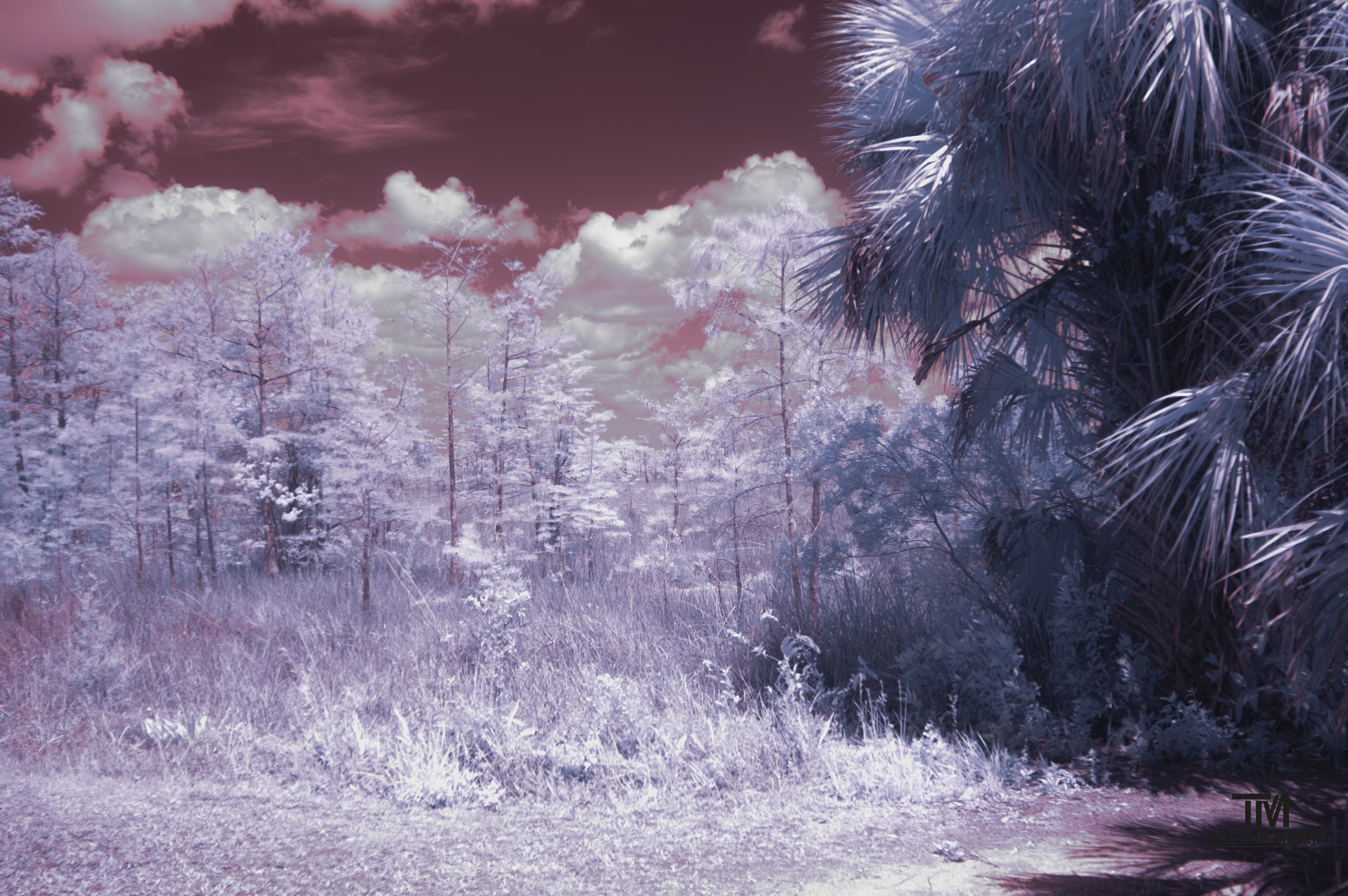 Infrared 12 | Everglades 2025