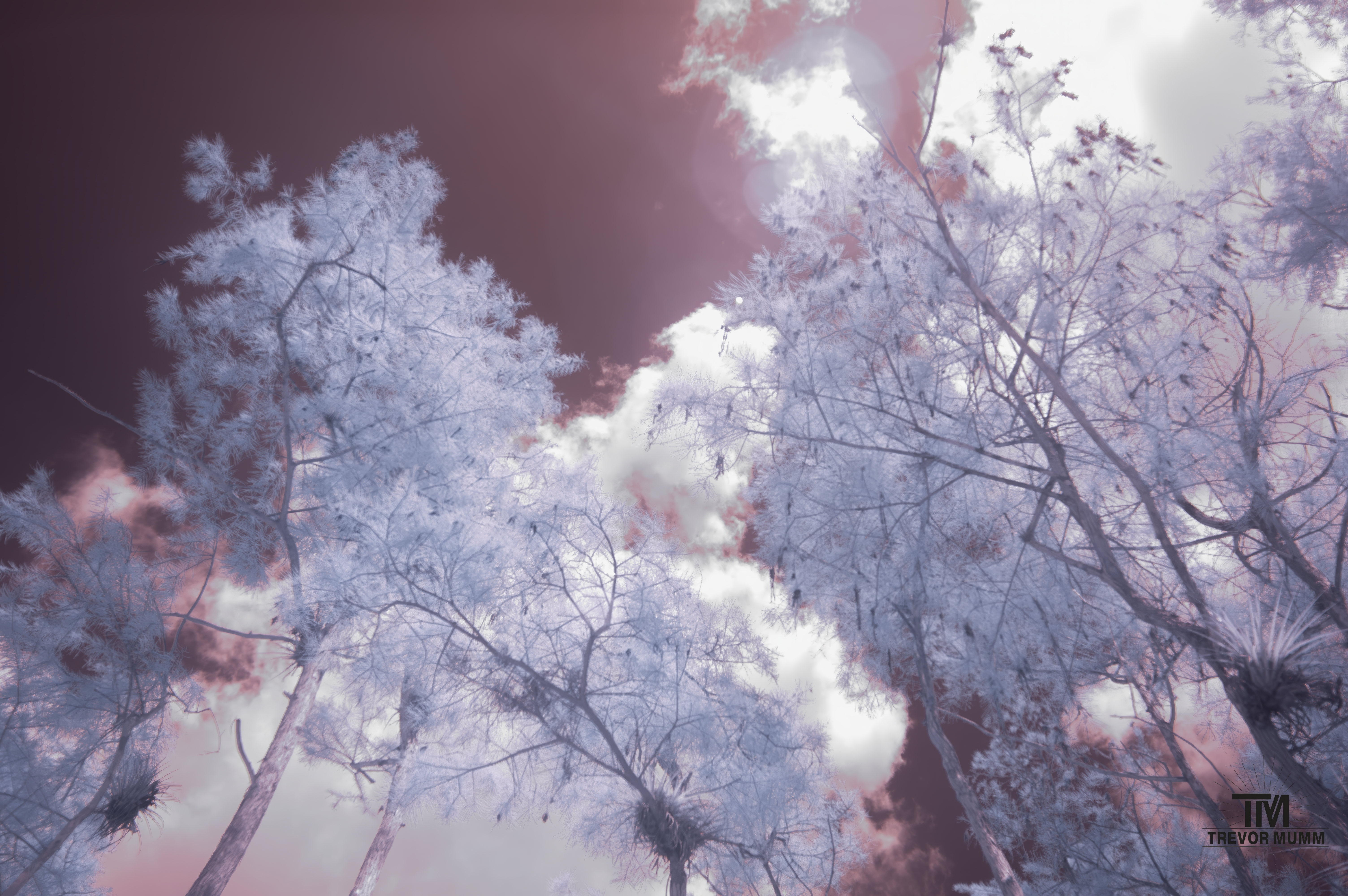 Infrared 13 | Everglades 2025