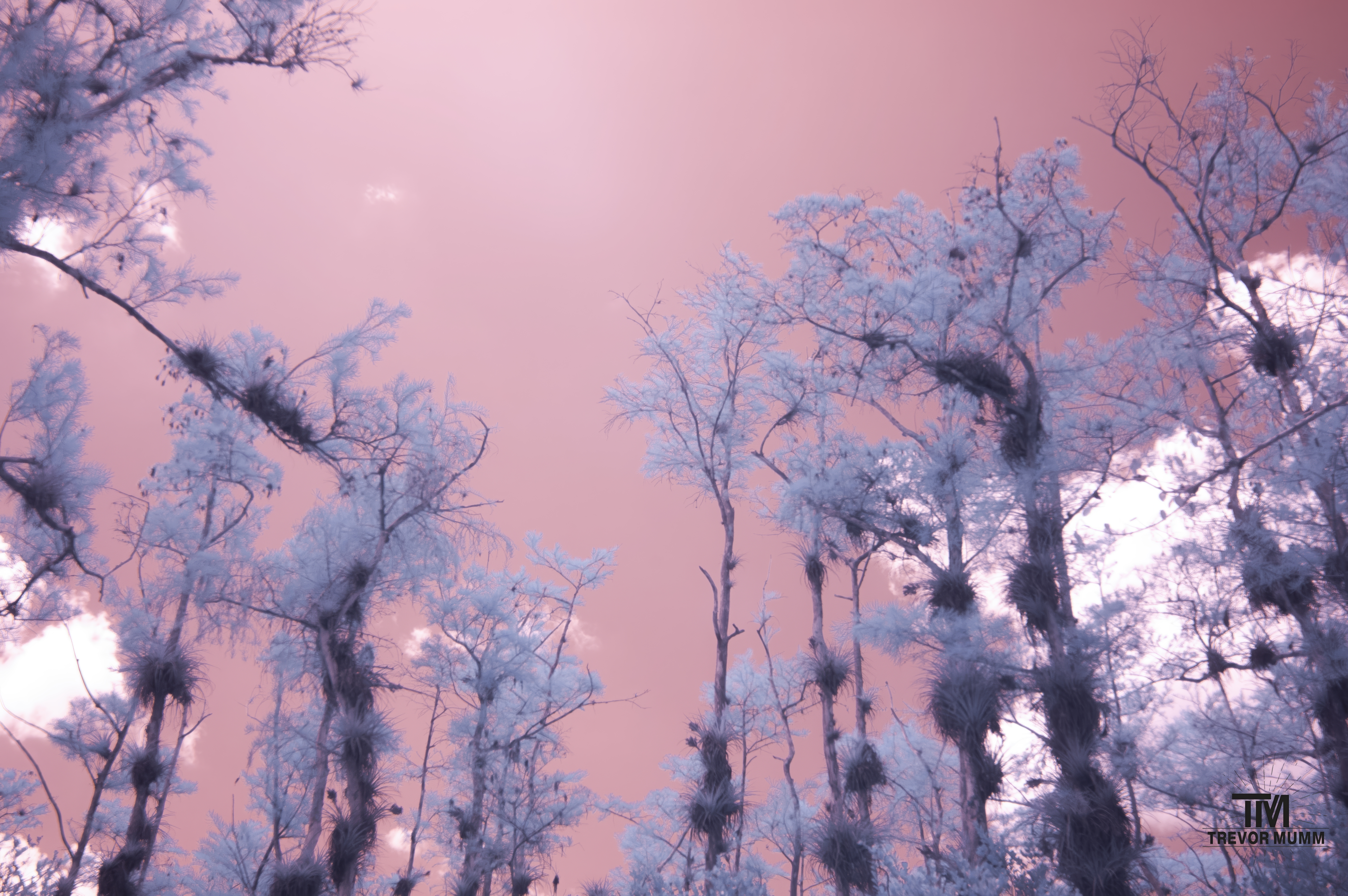 Infrared 14 | Everglades 2025