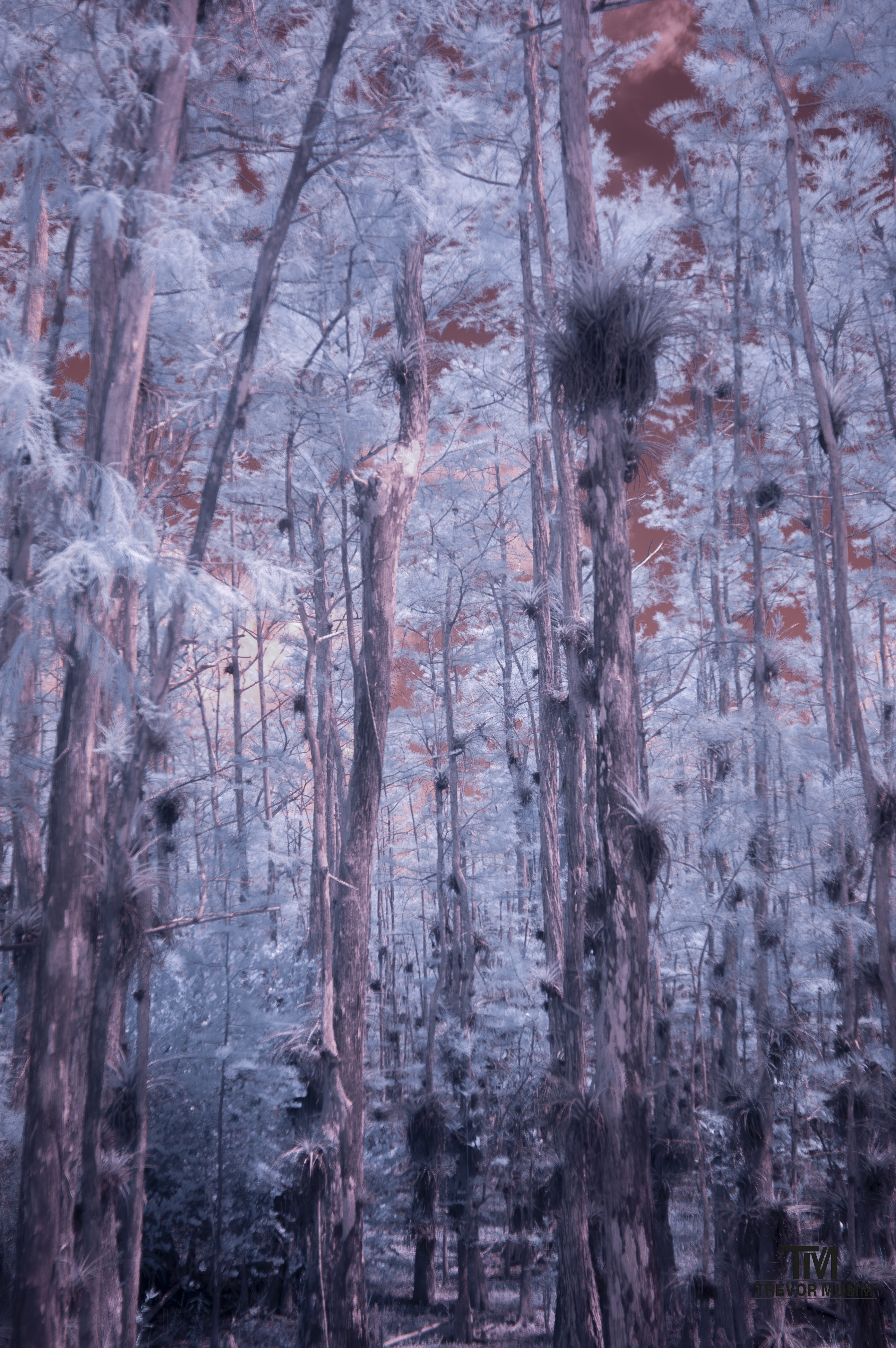 Infrared 15 | Everglades 2025