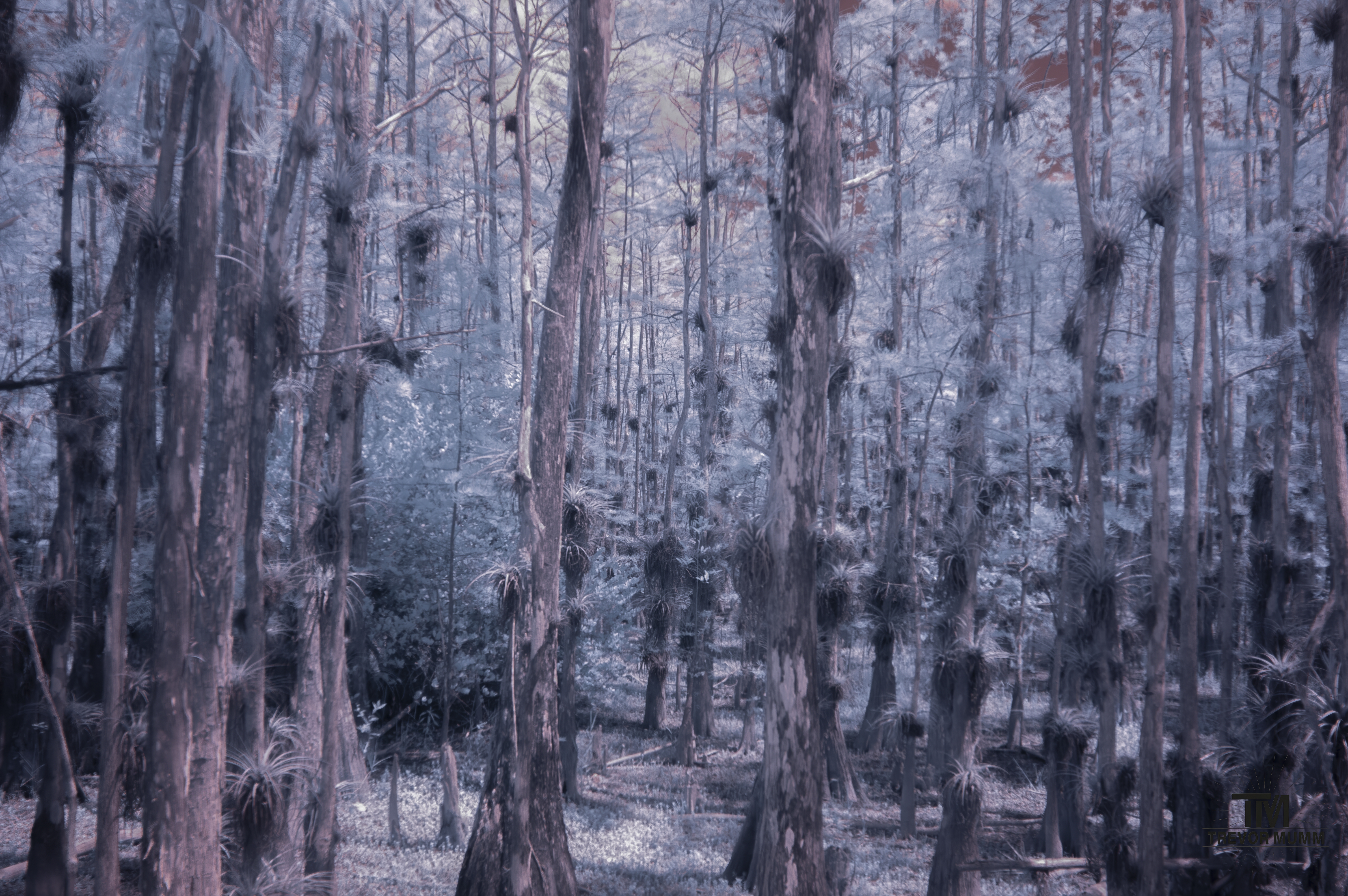 Infrared 16 | Everglades 2025