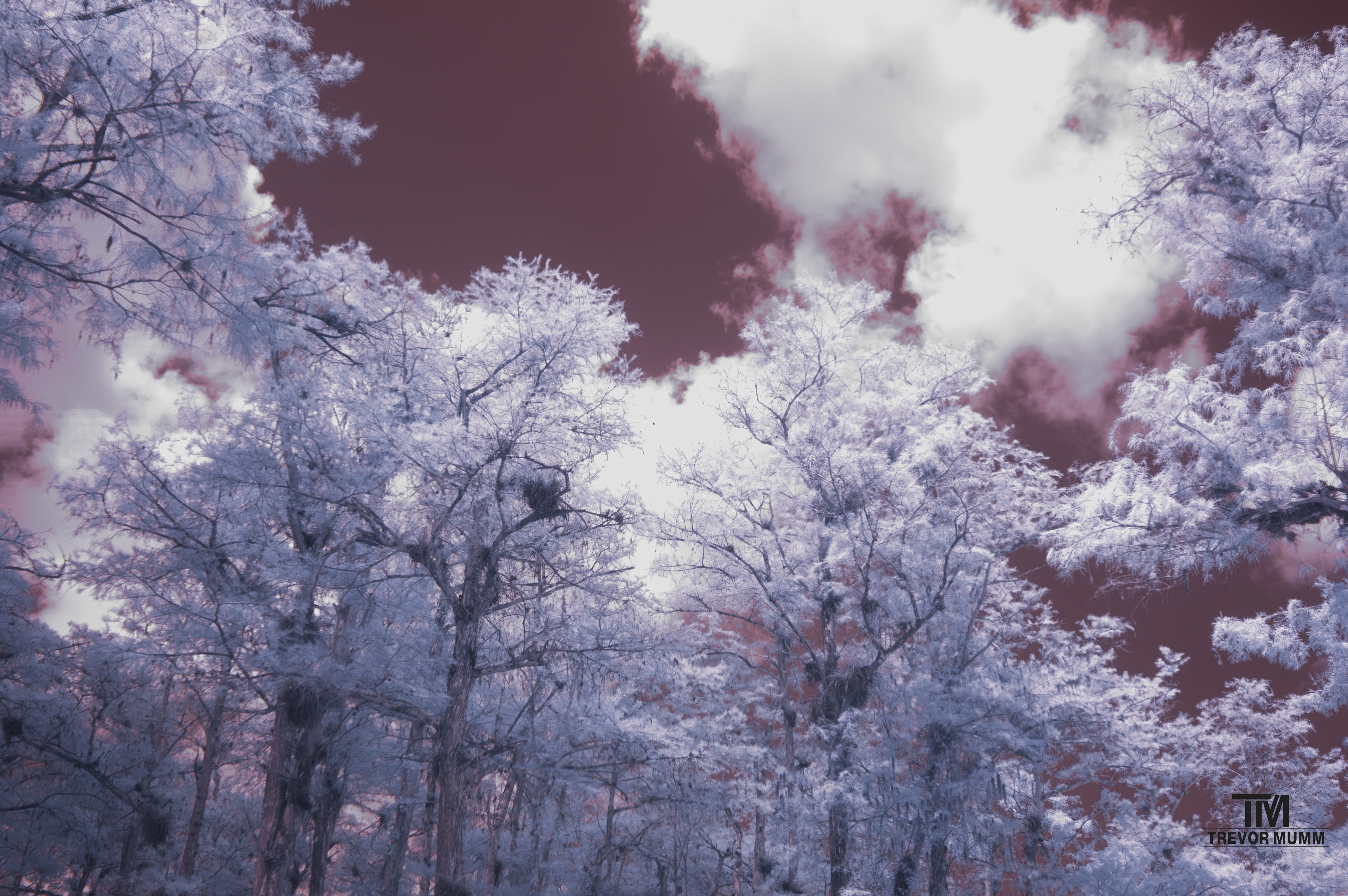 Infrared 17 | Everglades 2025