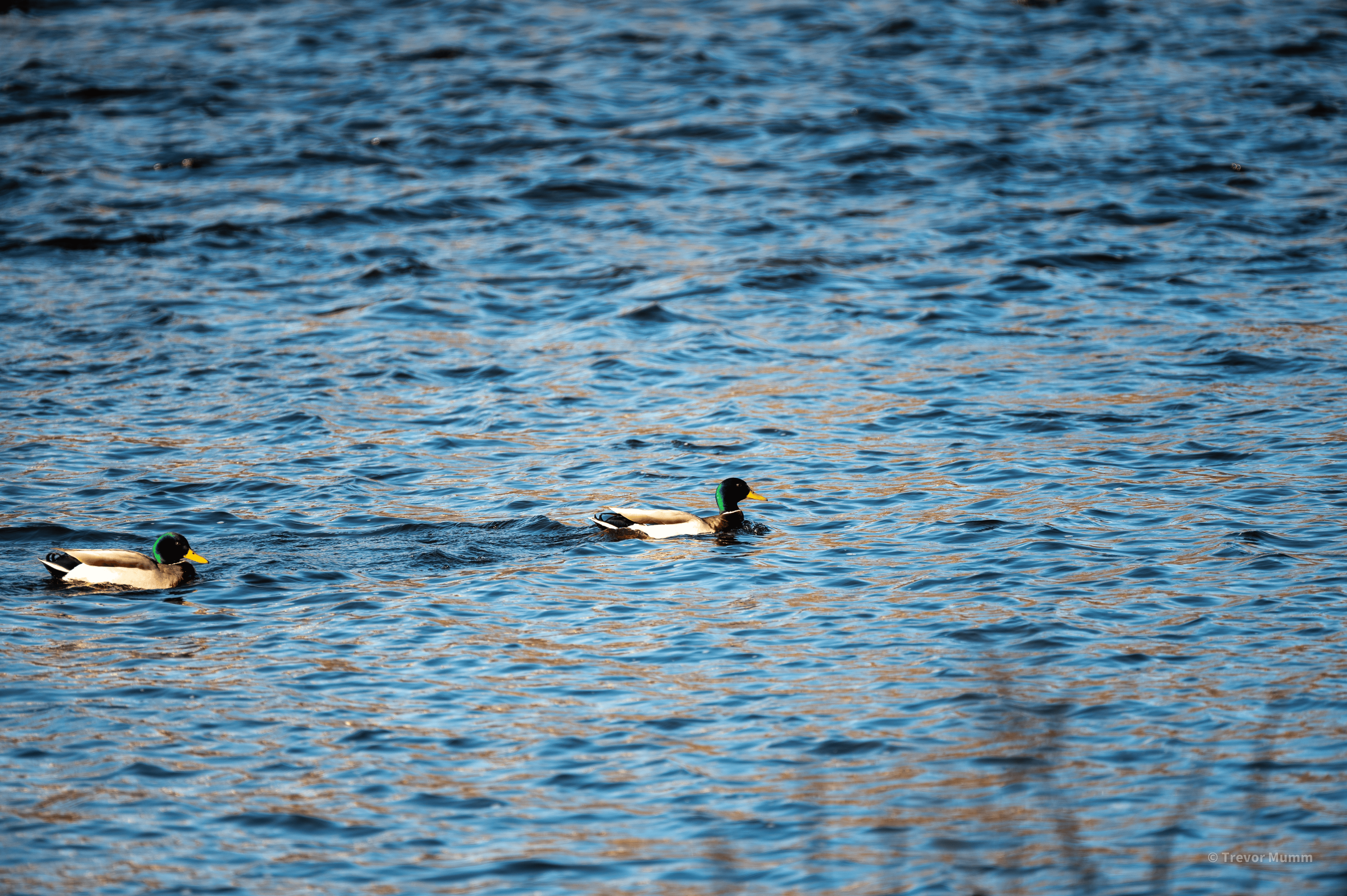 Mallard | Putnam Loop