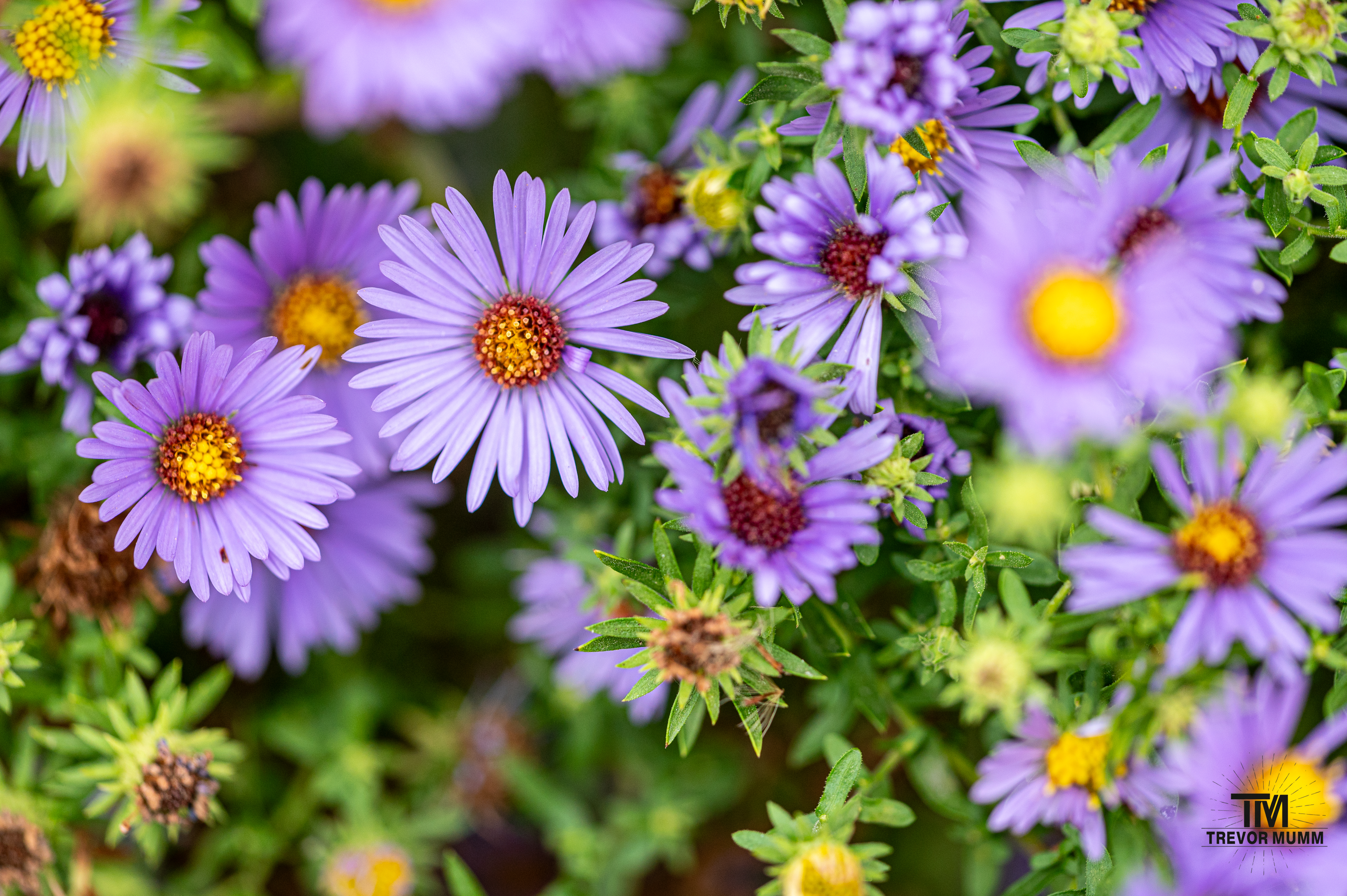 European Michaelmas Daisy