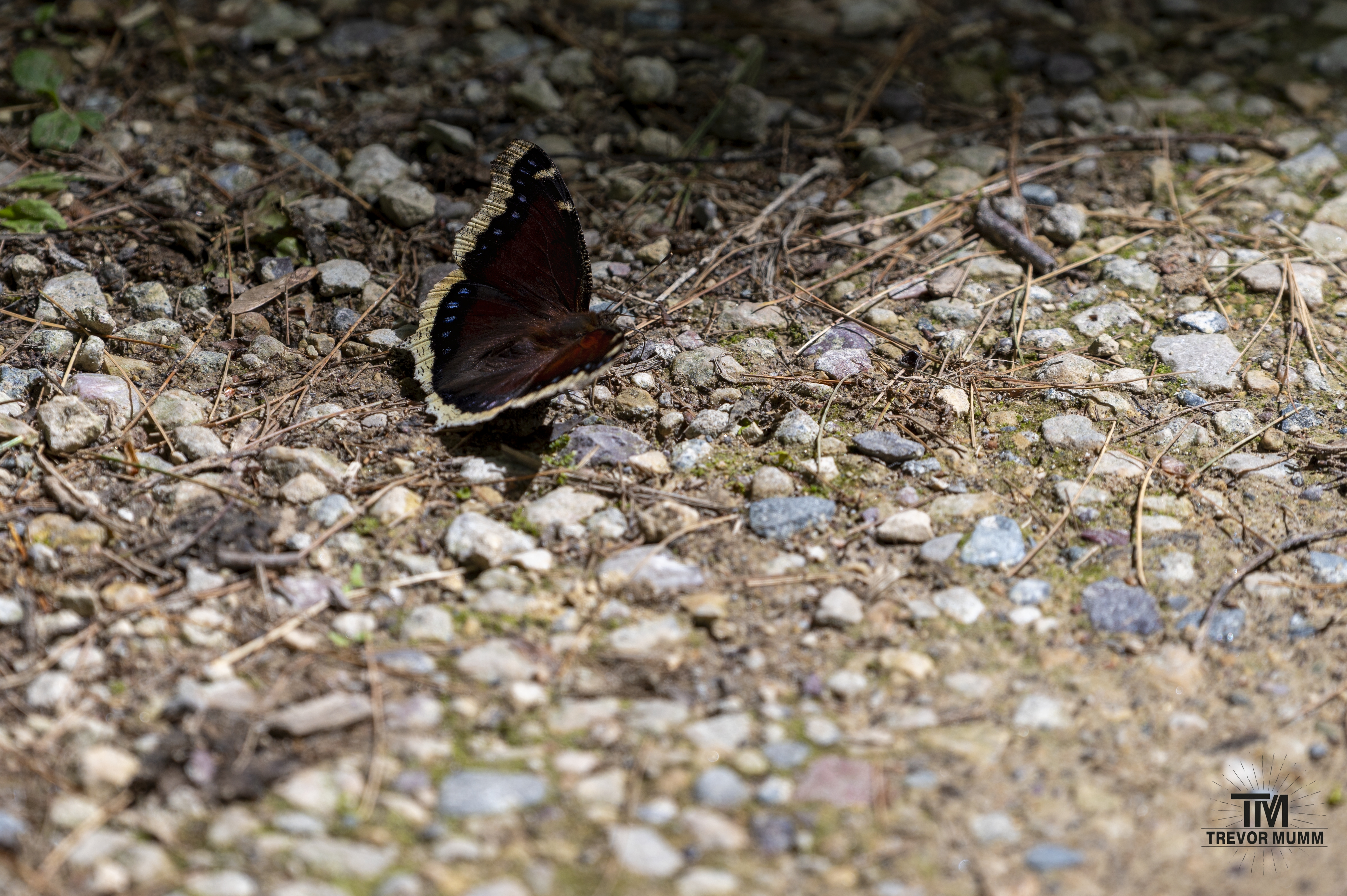 Morning Cloak @ Putnam Park | Eau Claire, WI