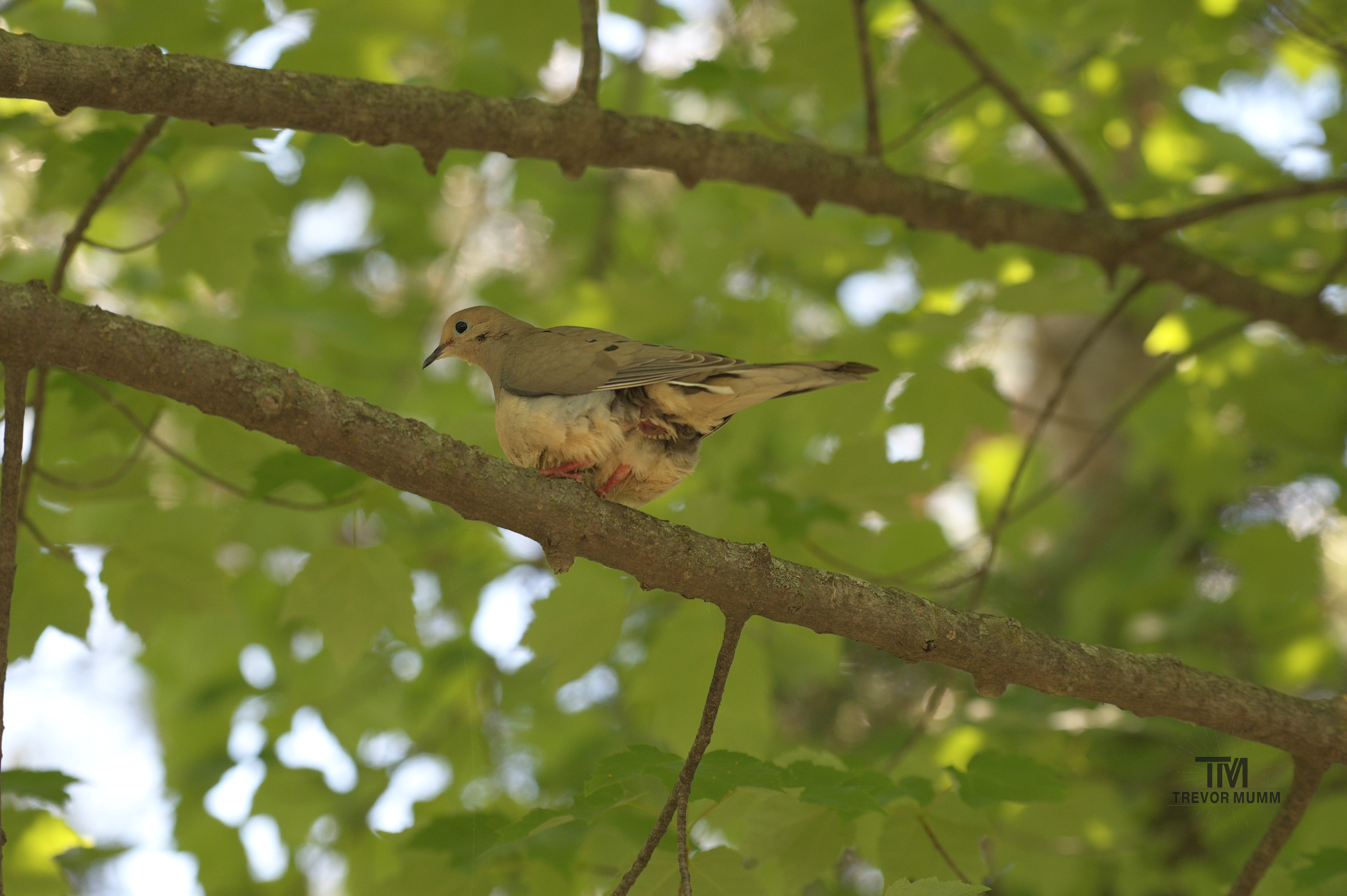 Pooping Morning Dove | Braun's Bay, EC WI
