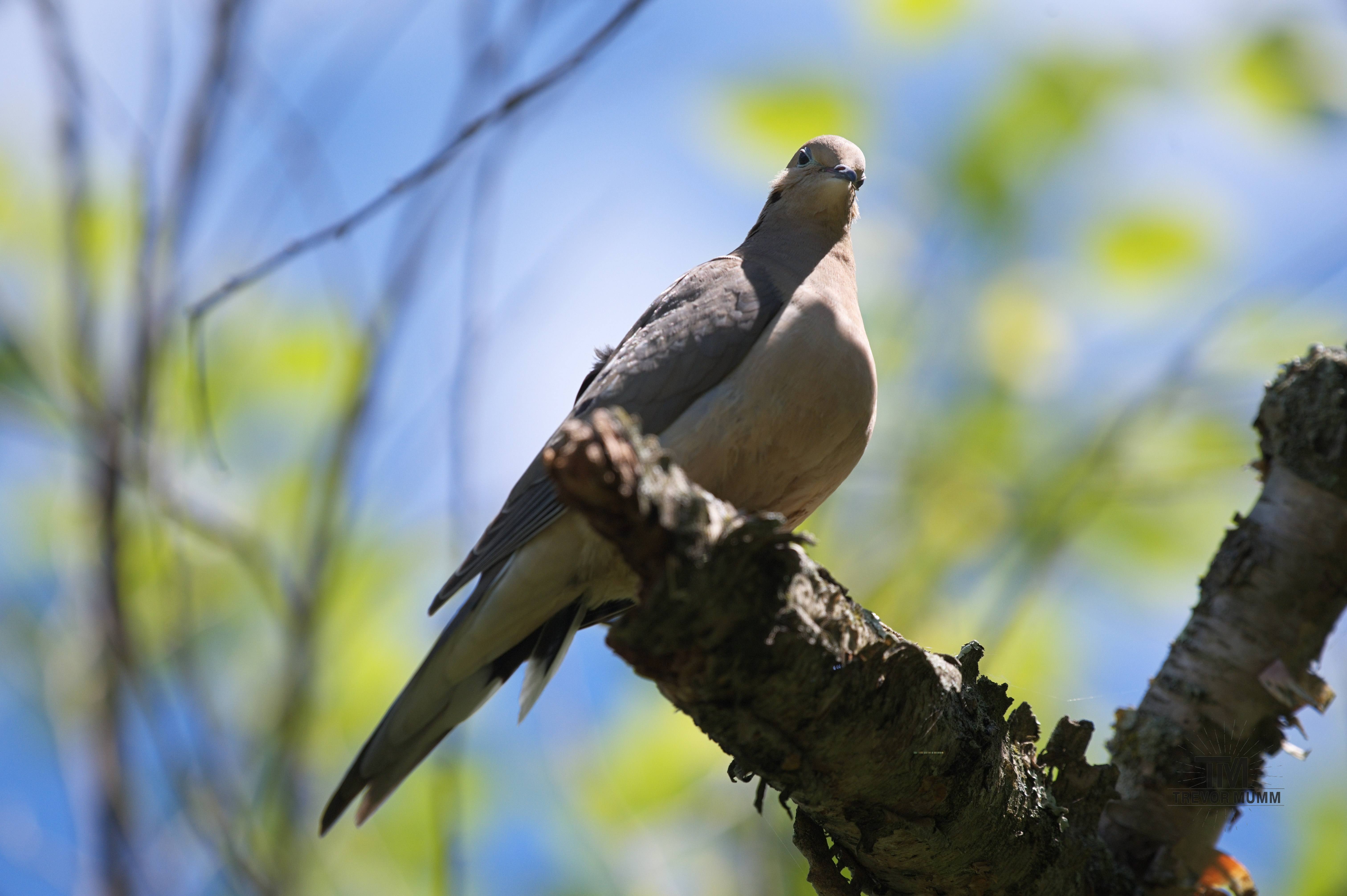 Morning Dove | Braun's Bay, EC WI