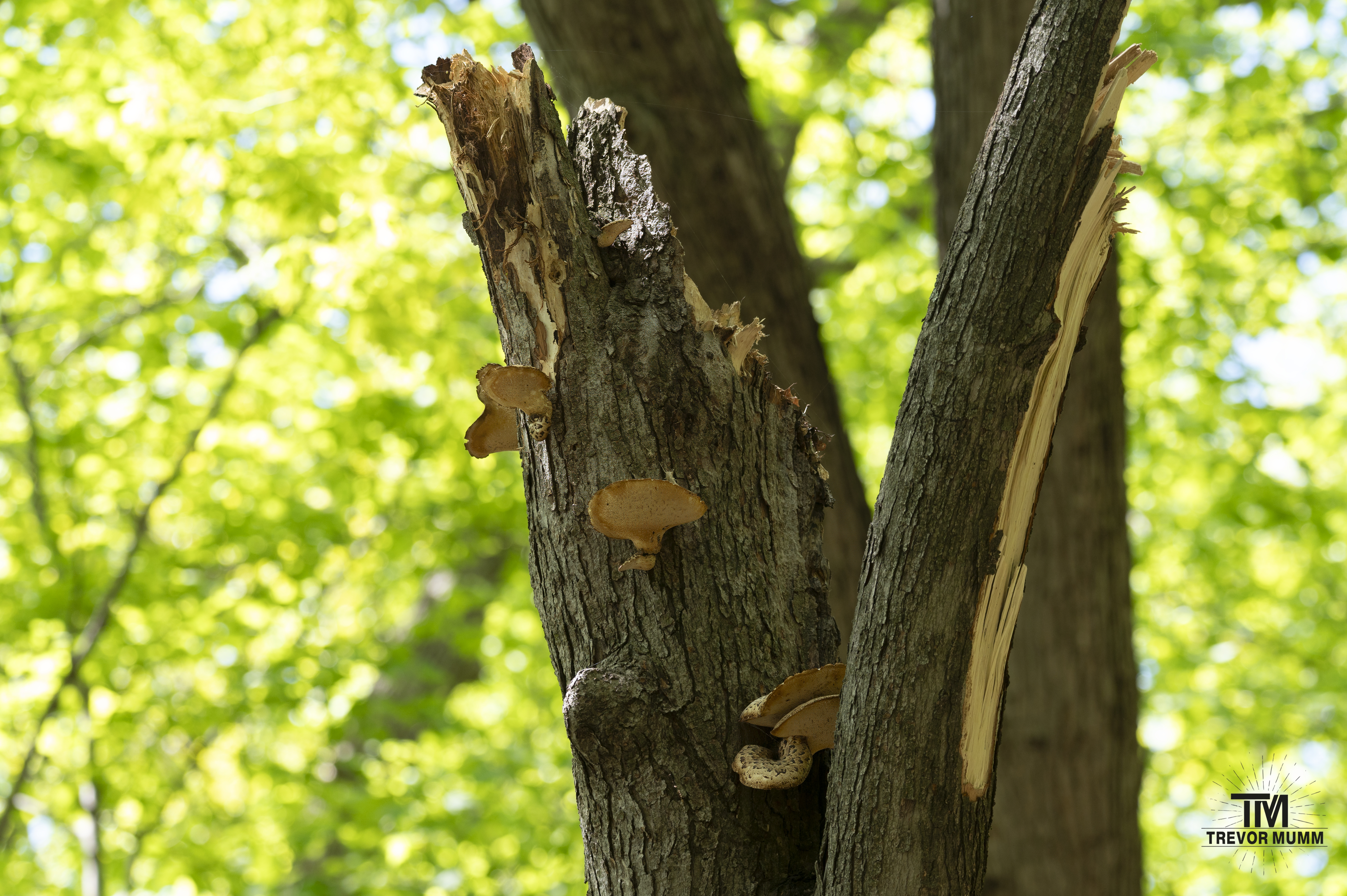 Mushroom Tree @ Putnam Park | Eau Claire, WI