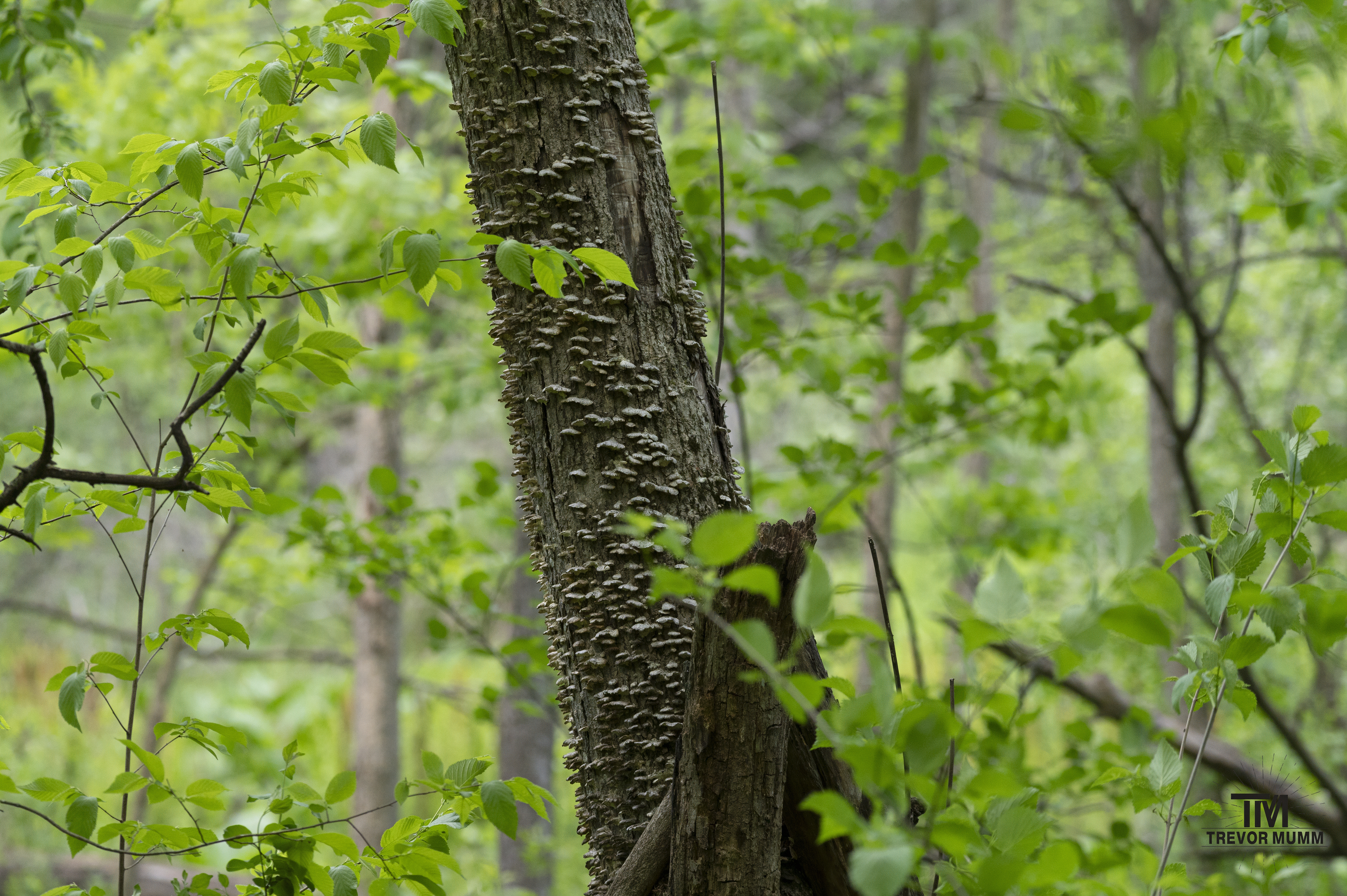 Mushroom Tree @ Putnam Park | Eau Claire, WI