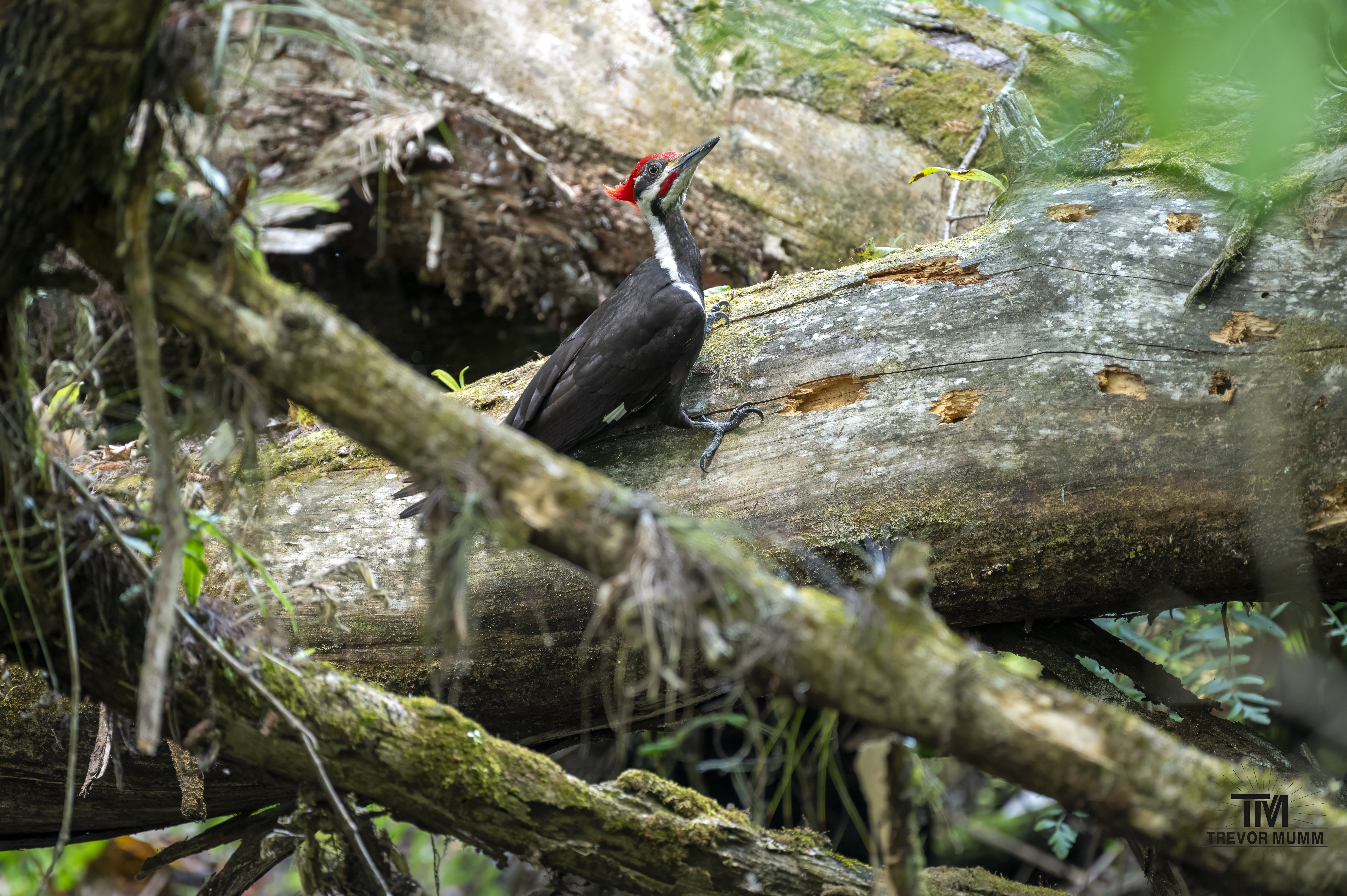 Pileated Woodpecker | Everglades 2025