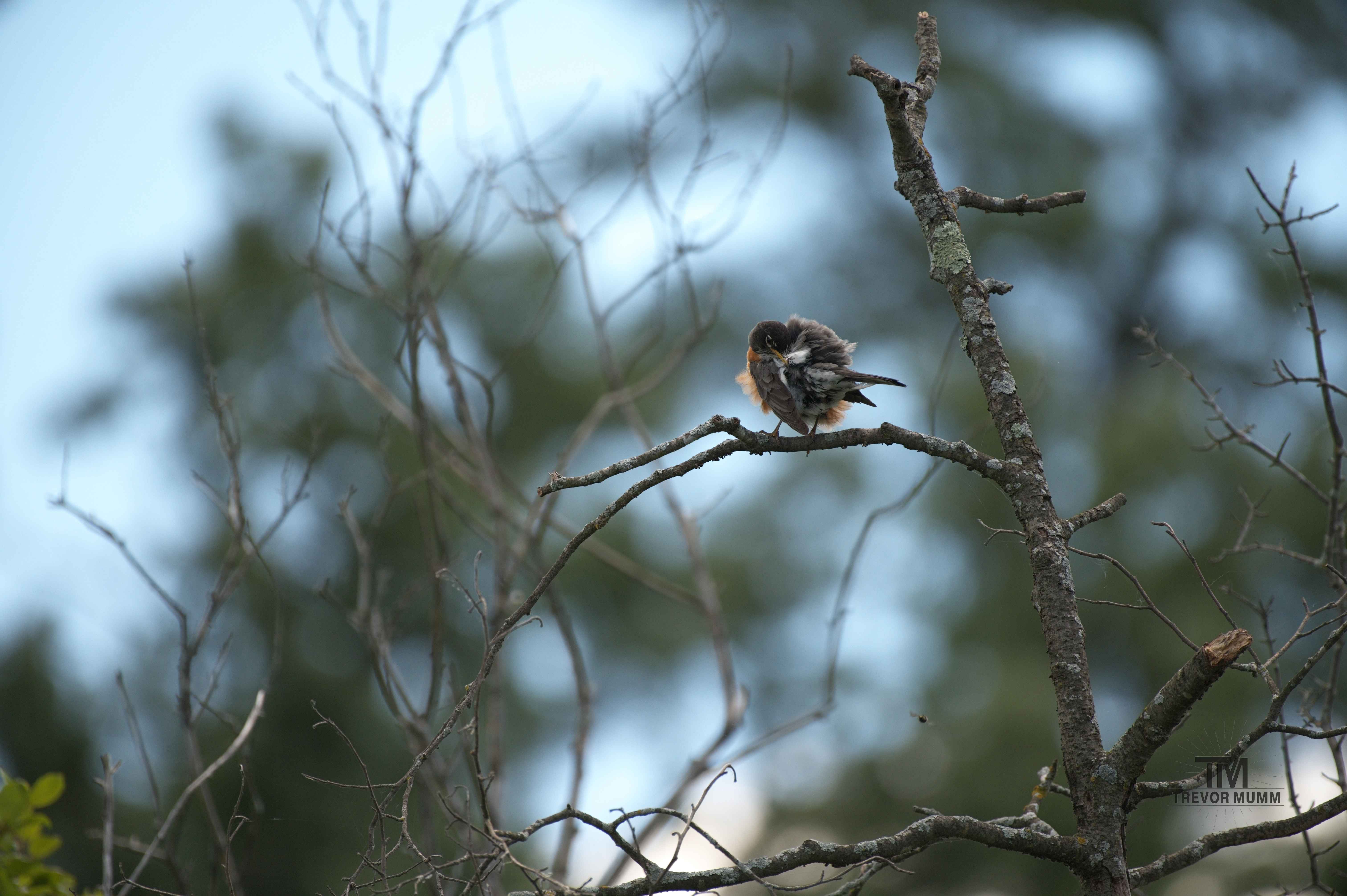 American Robin (Pregnant or Fat) | Braun's Bay, EC WI