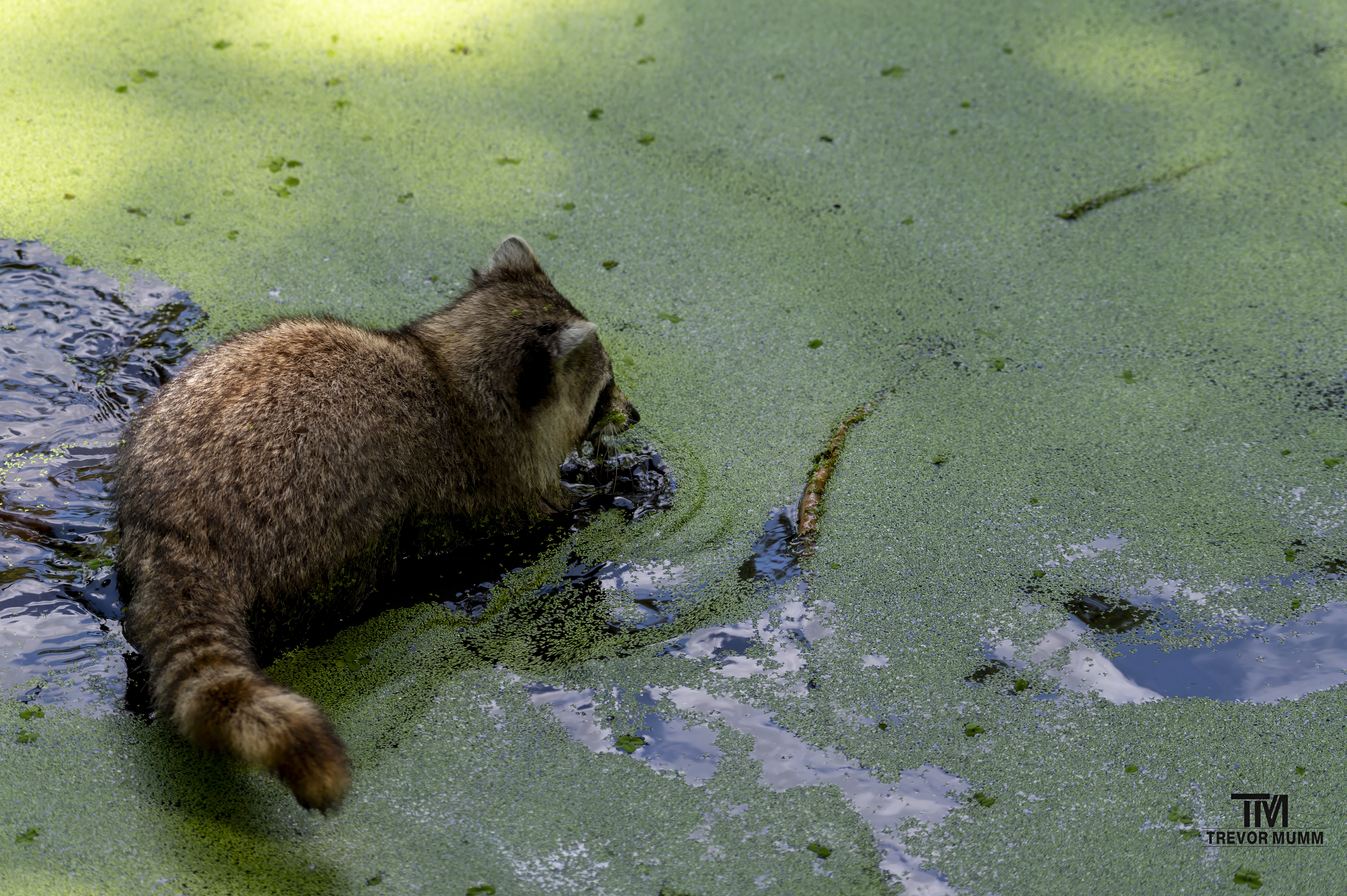 Fishing Raccoon | Everglades 2025