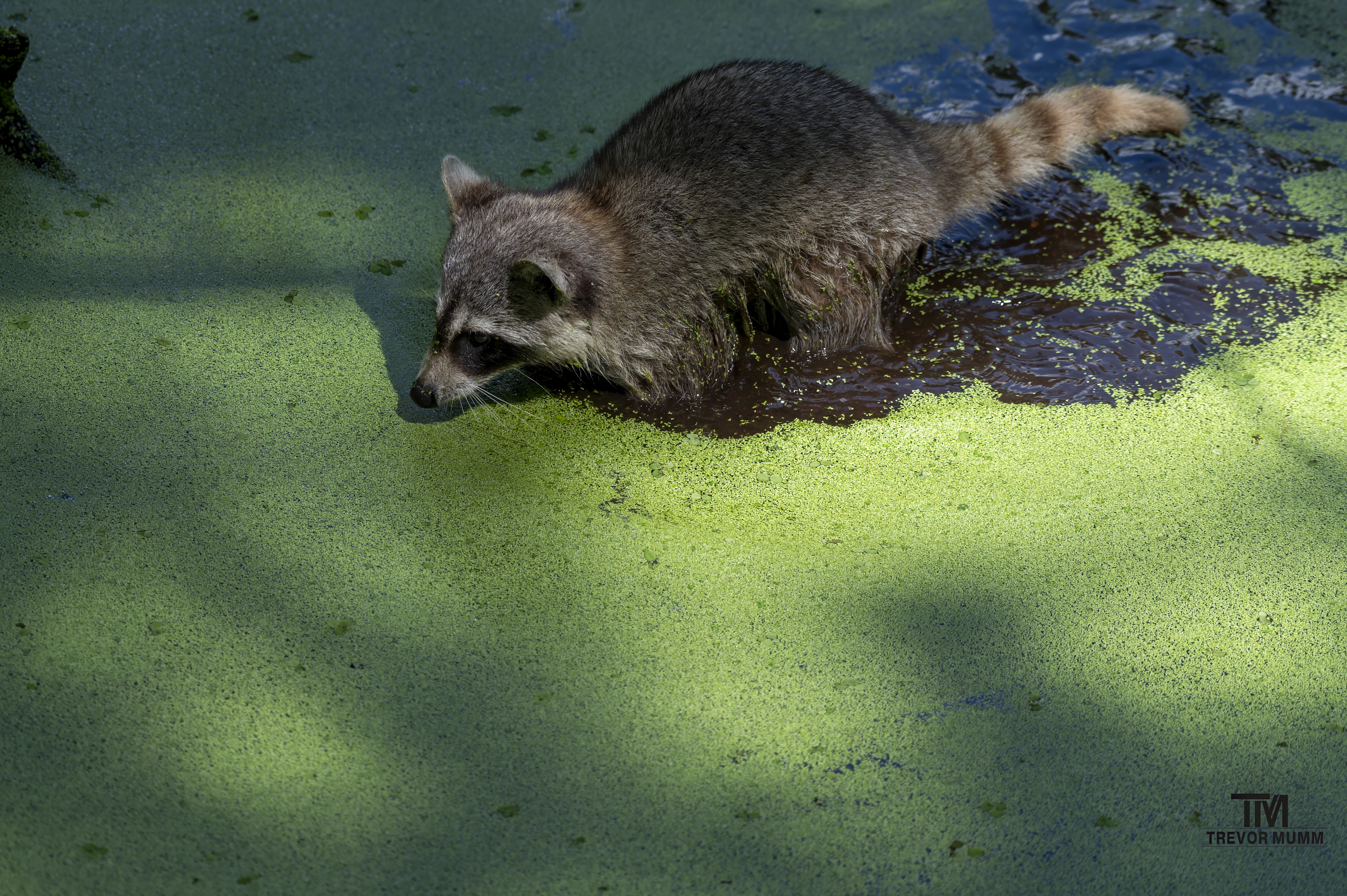 Fishing Raccoon | Everglades 2025