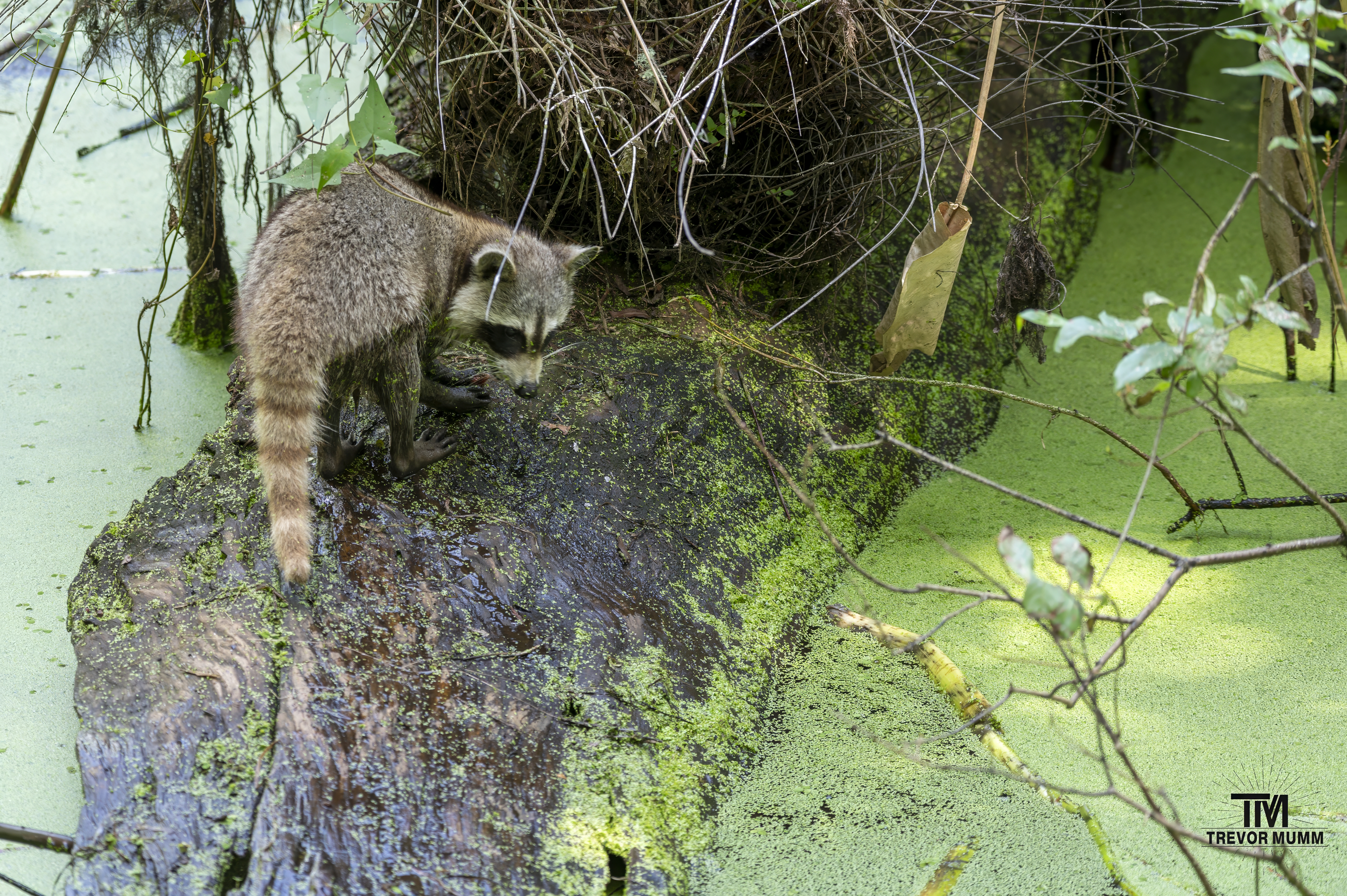 Fishing Raccoon | Everglades 2025