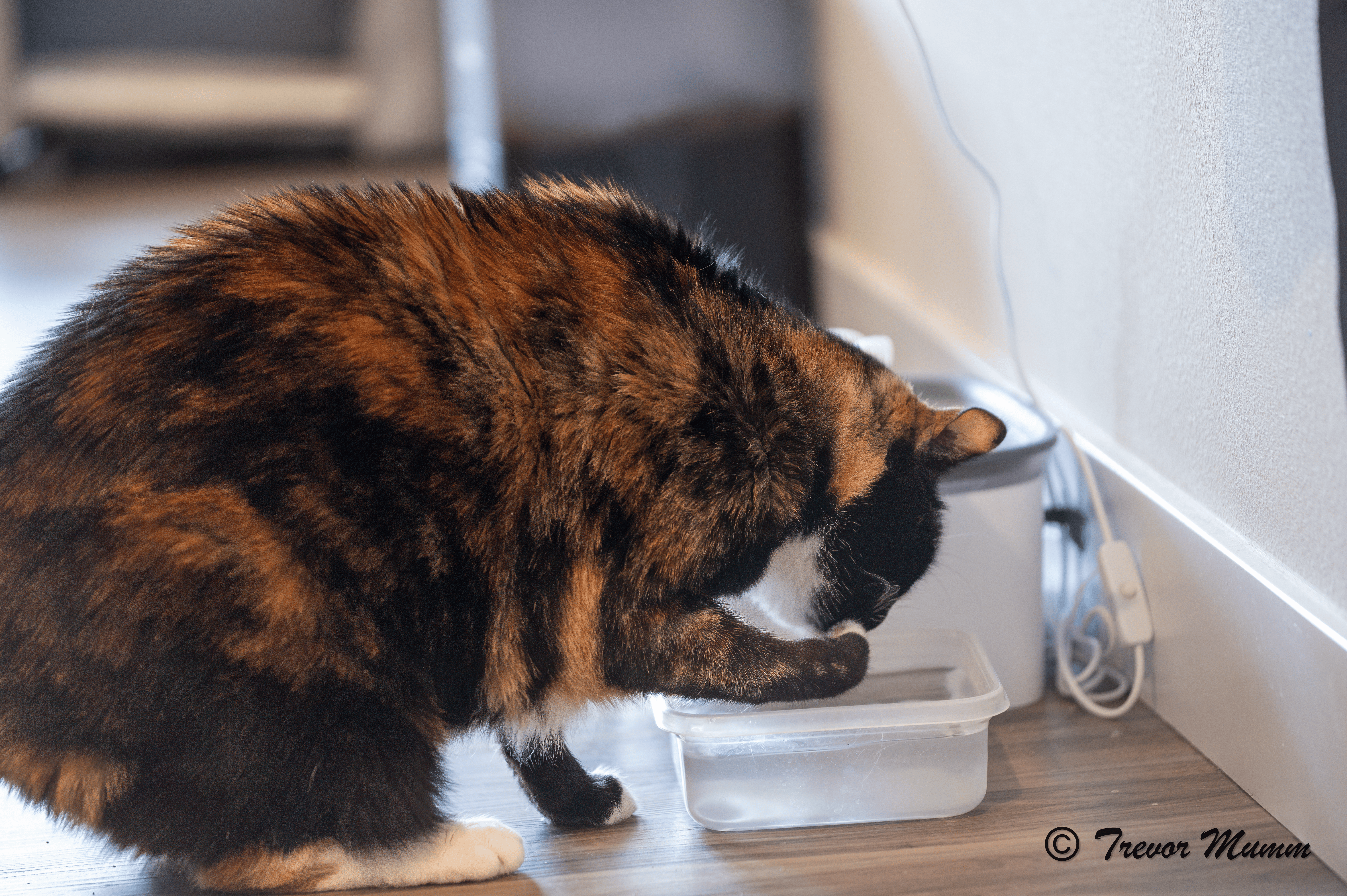 Raea Licking Water from Paws