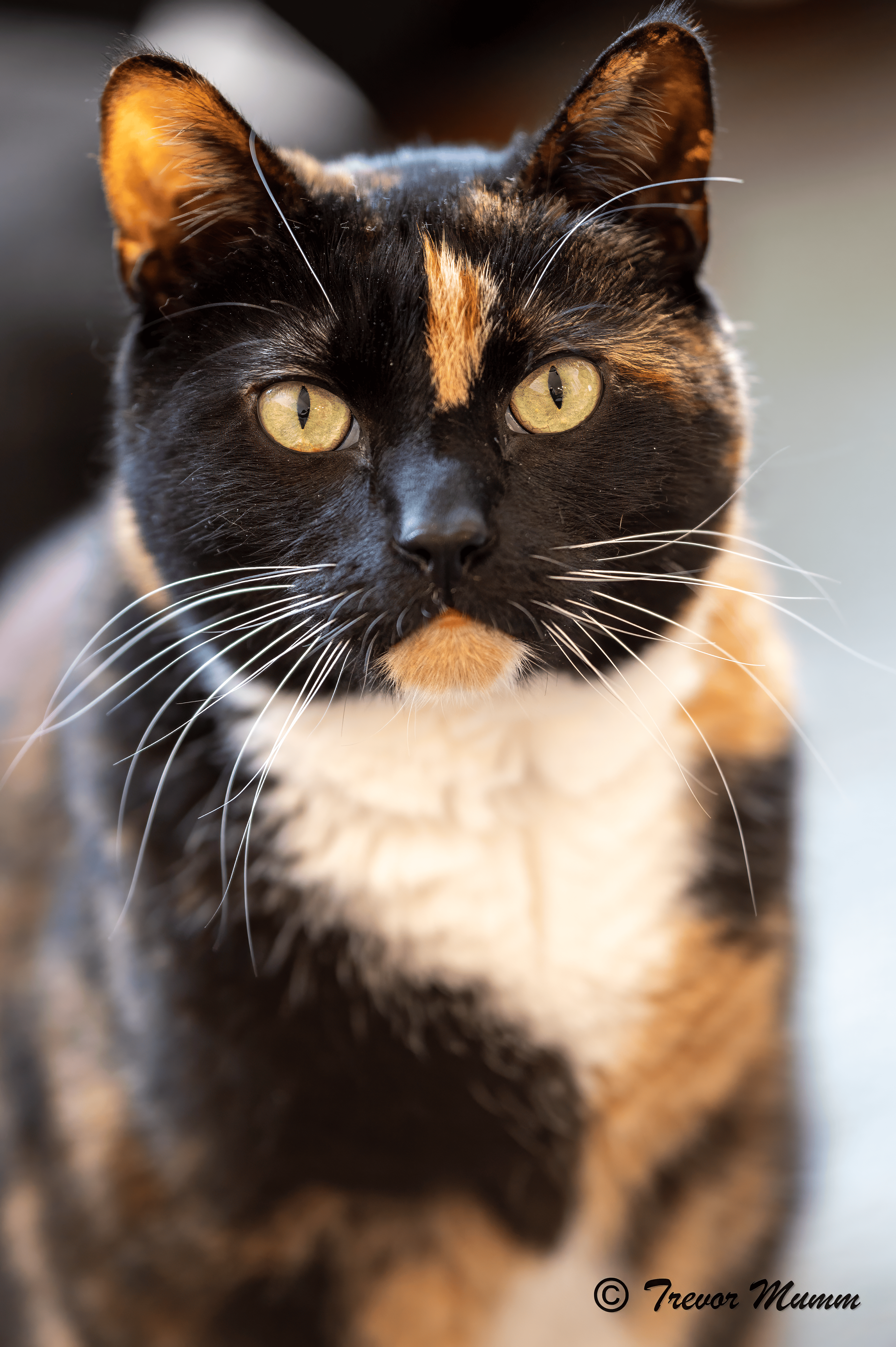 Profile Picture for Raea