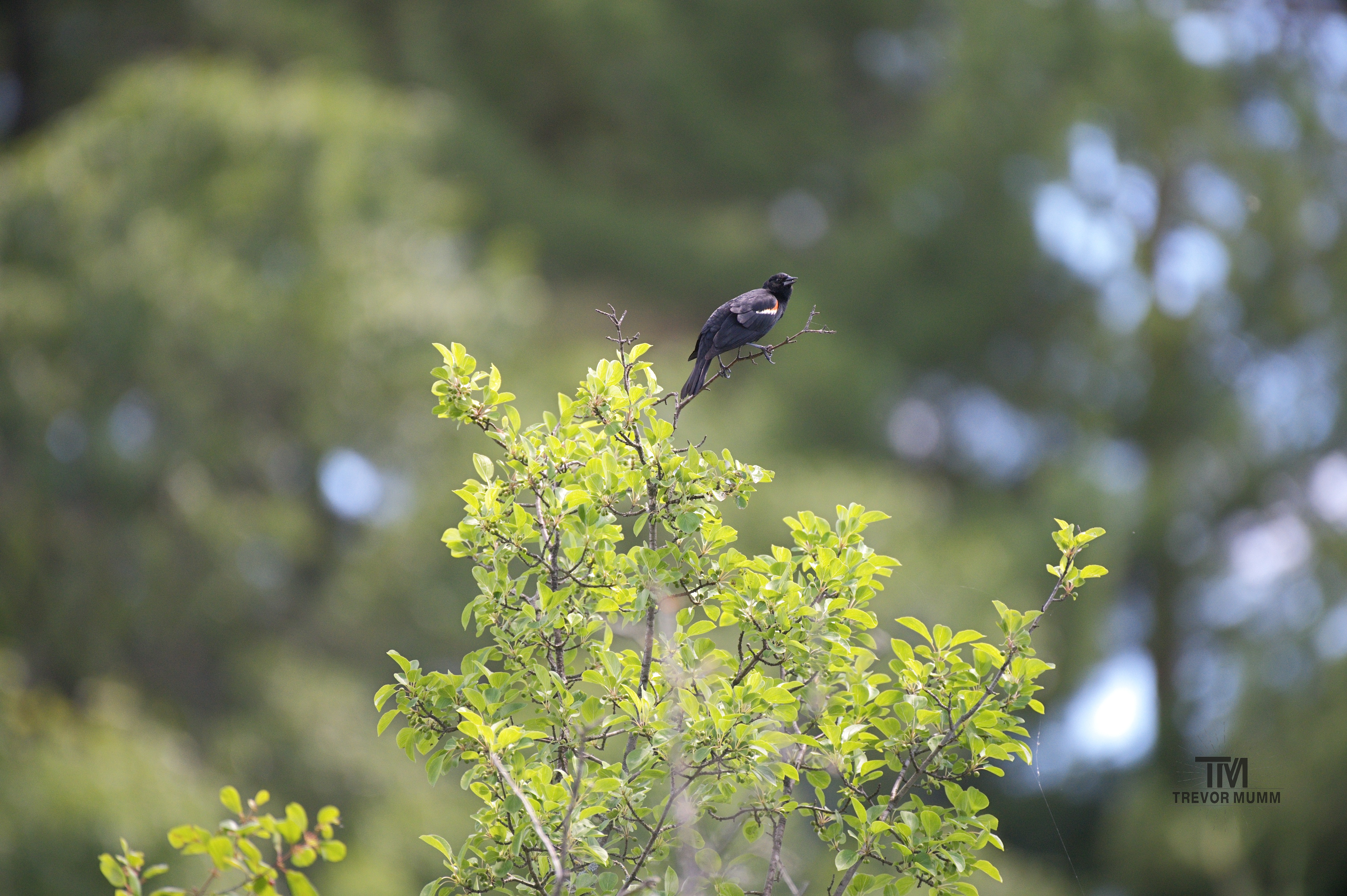 Red Winged Blackbird | Braun's Bay, EC WI