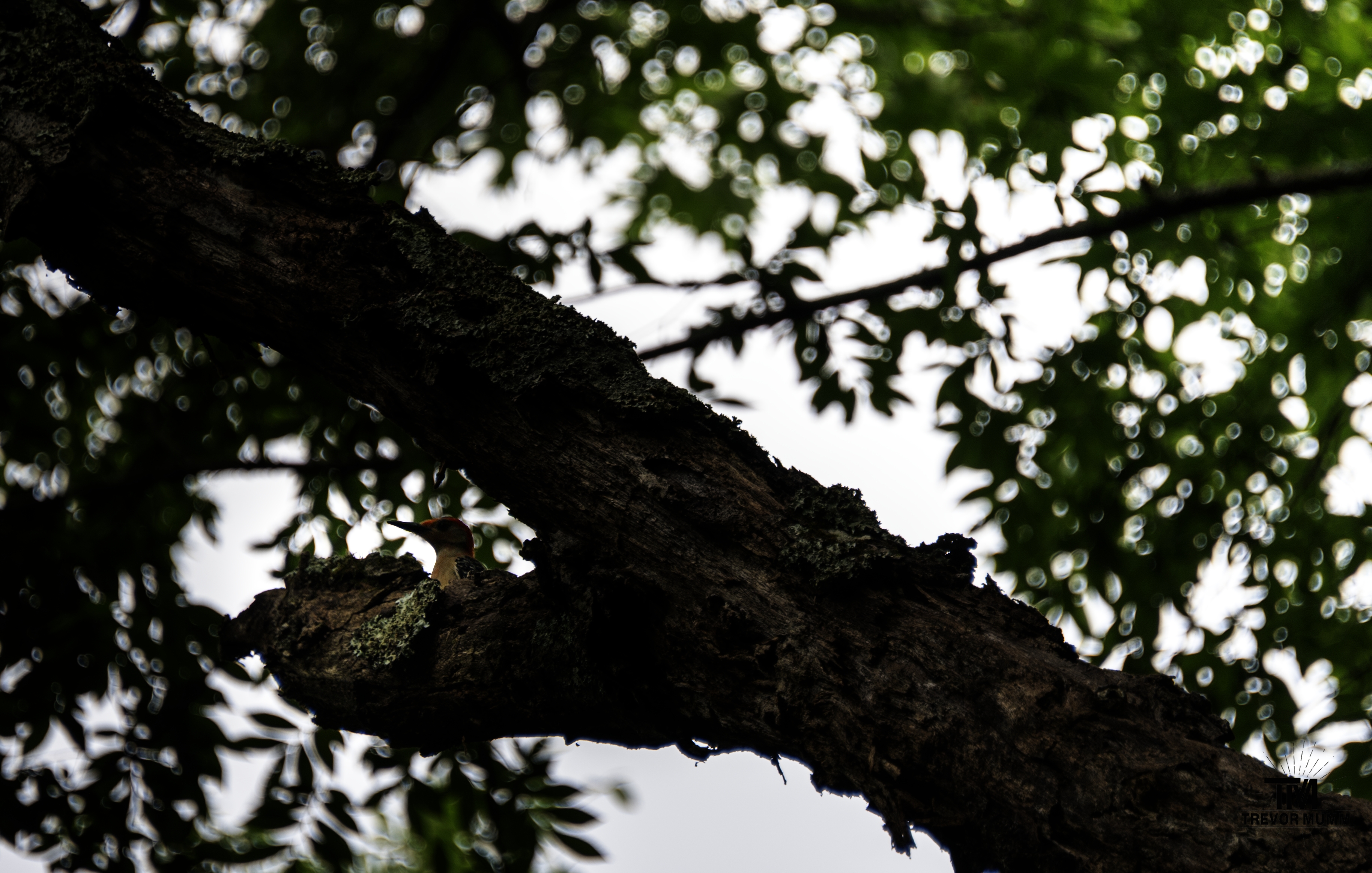 Red Bellied Woodpecker | Barfield Park, TN