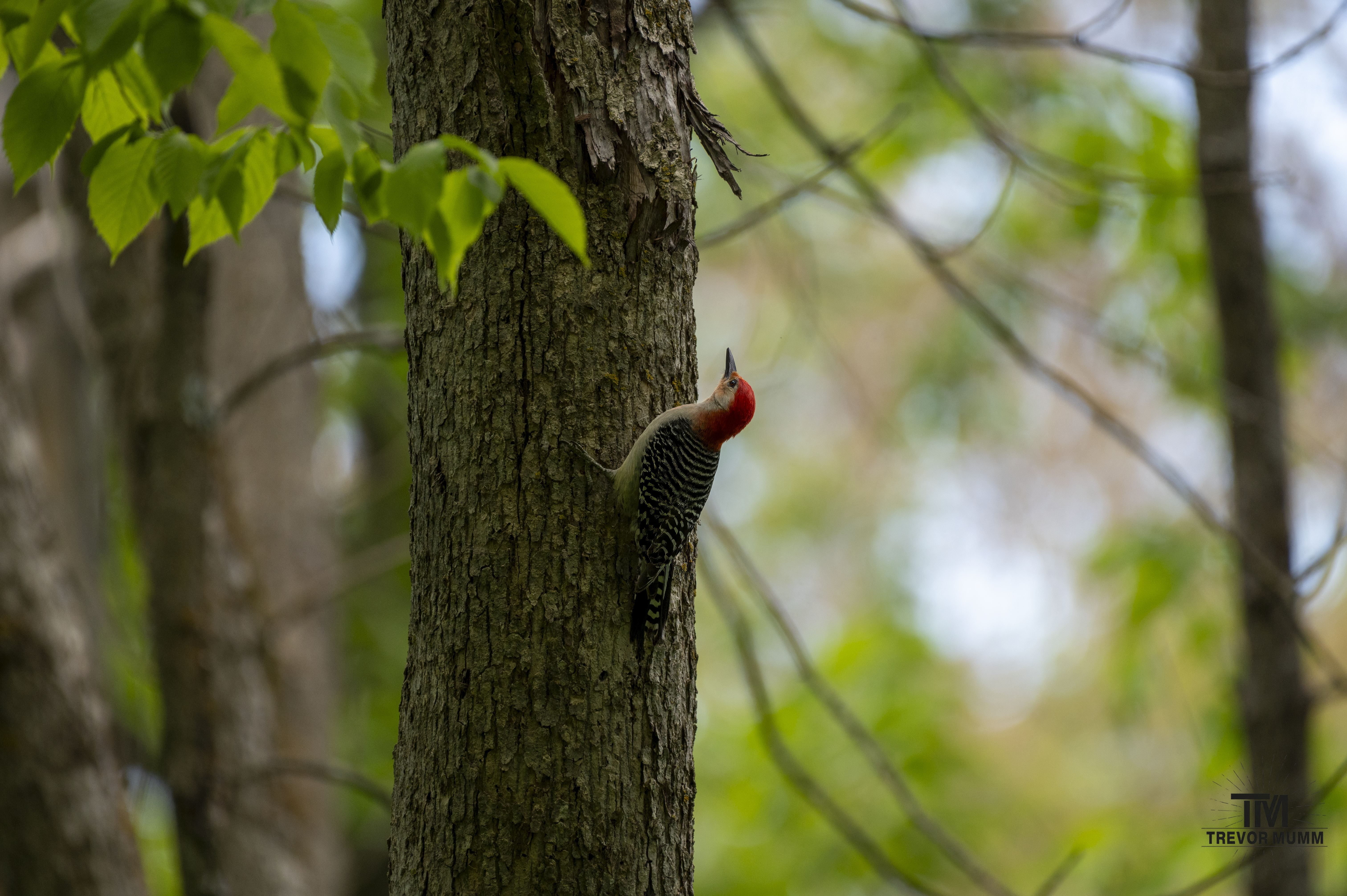Red Bellied Woodpecker @  Putnam Park | Eau Claire, WI