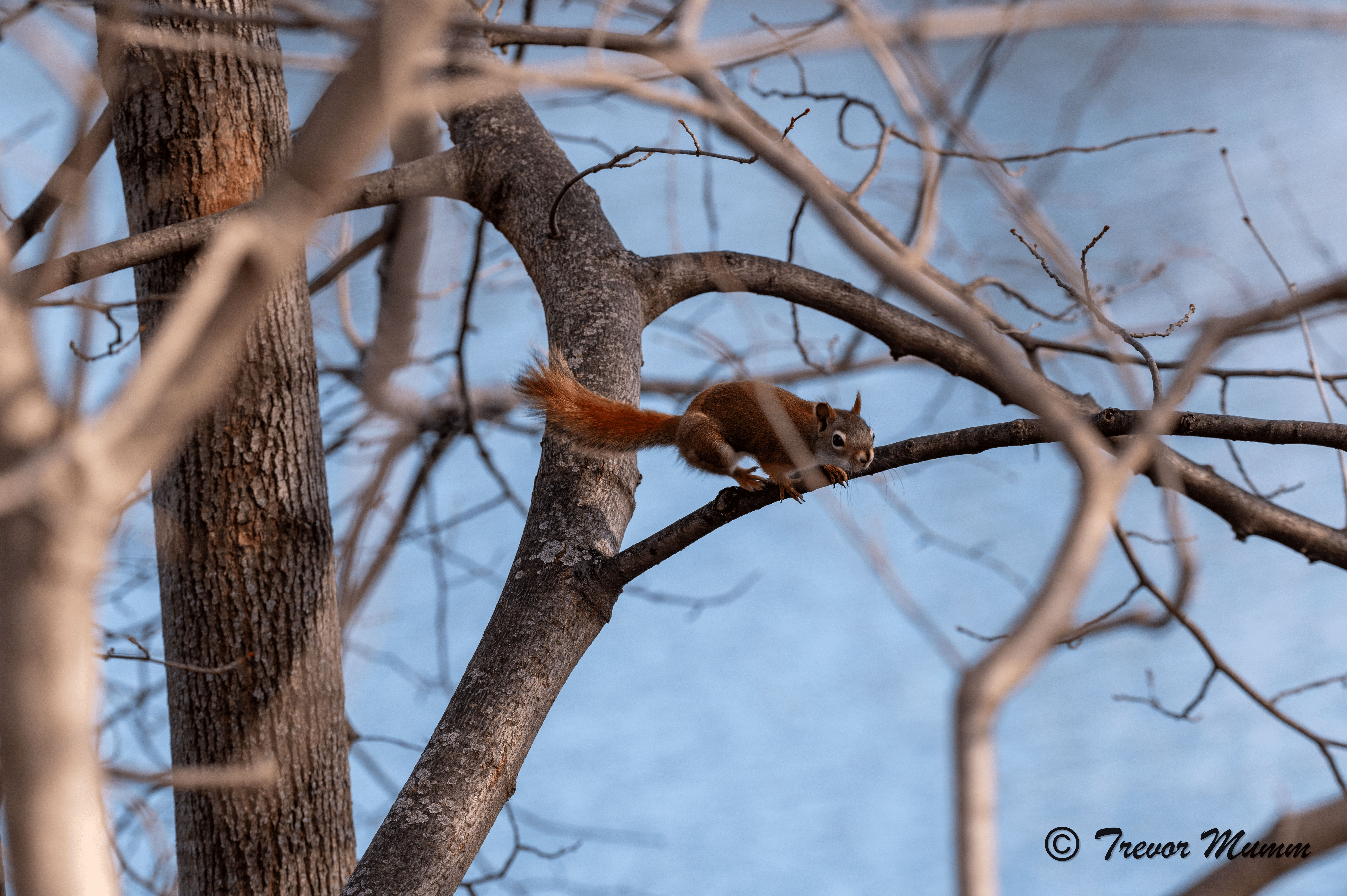 Red Squirrel | Gun & Rod