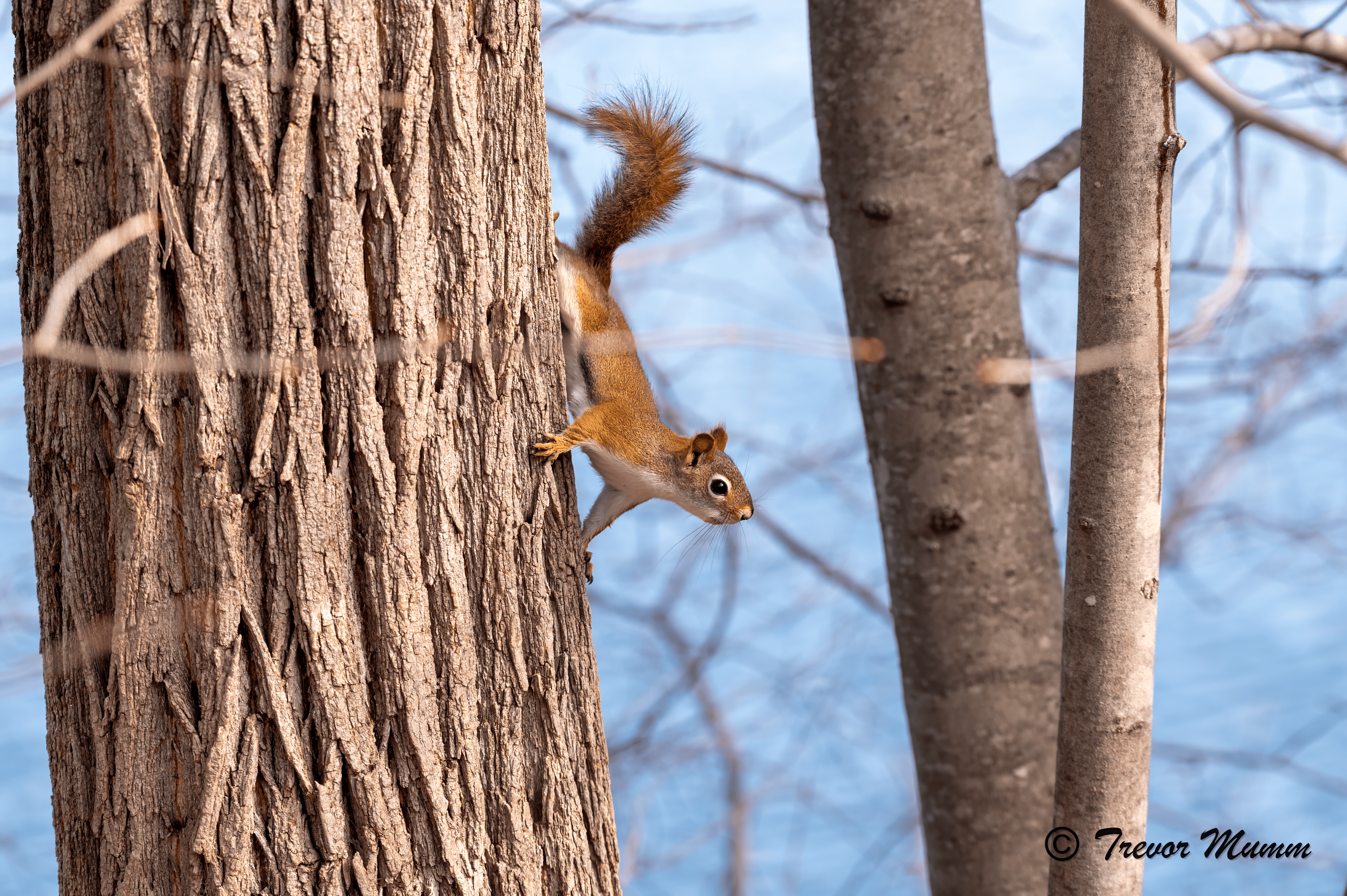 Red Squirrel 2 | Gun & Rod