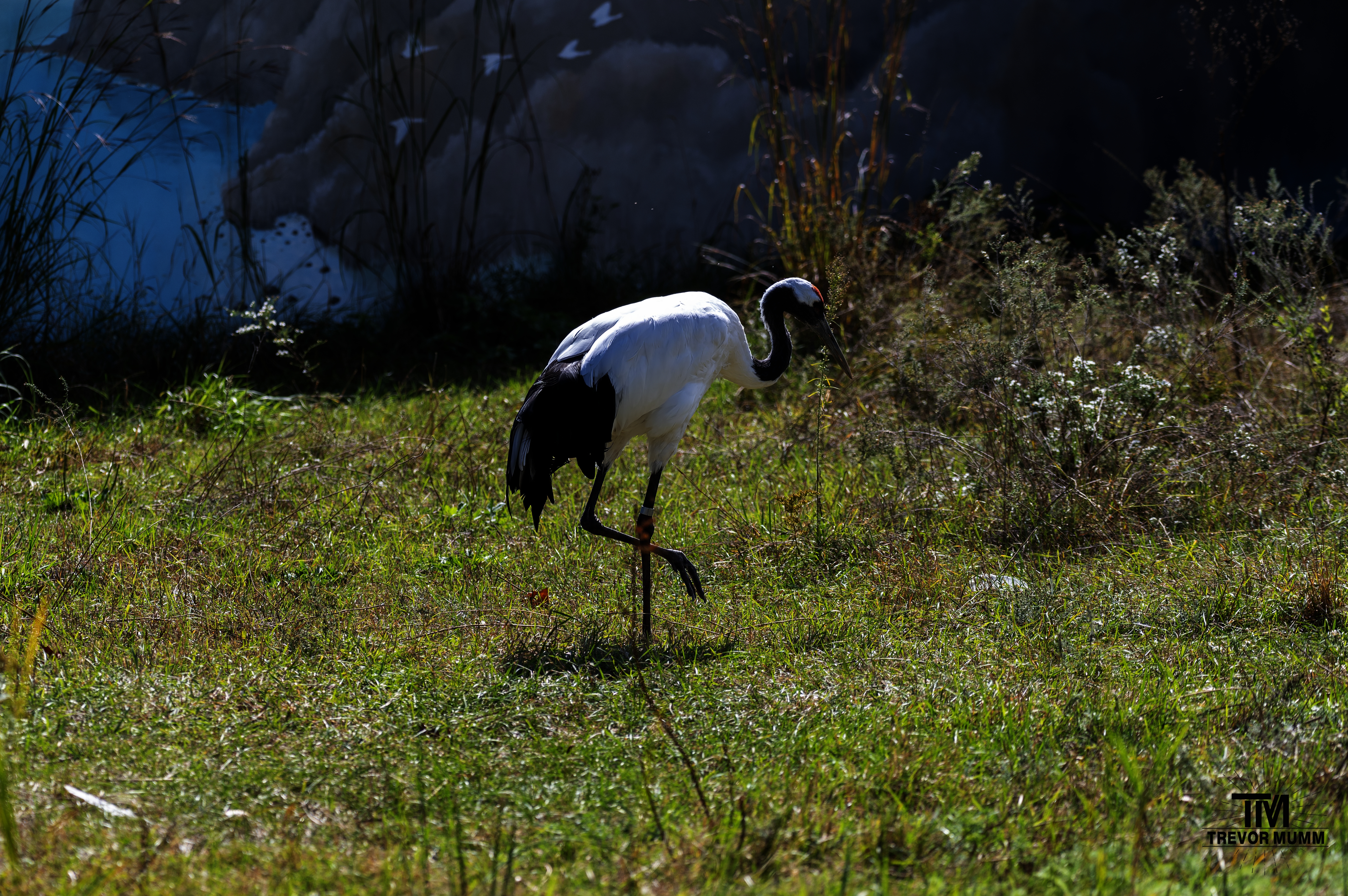 Red Crowned Crane