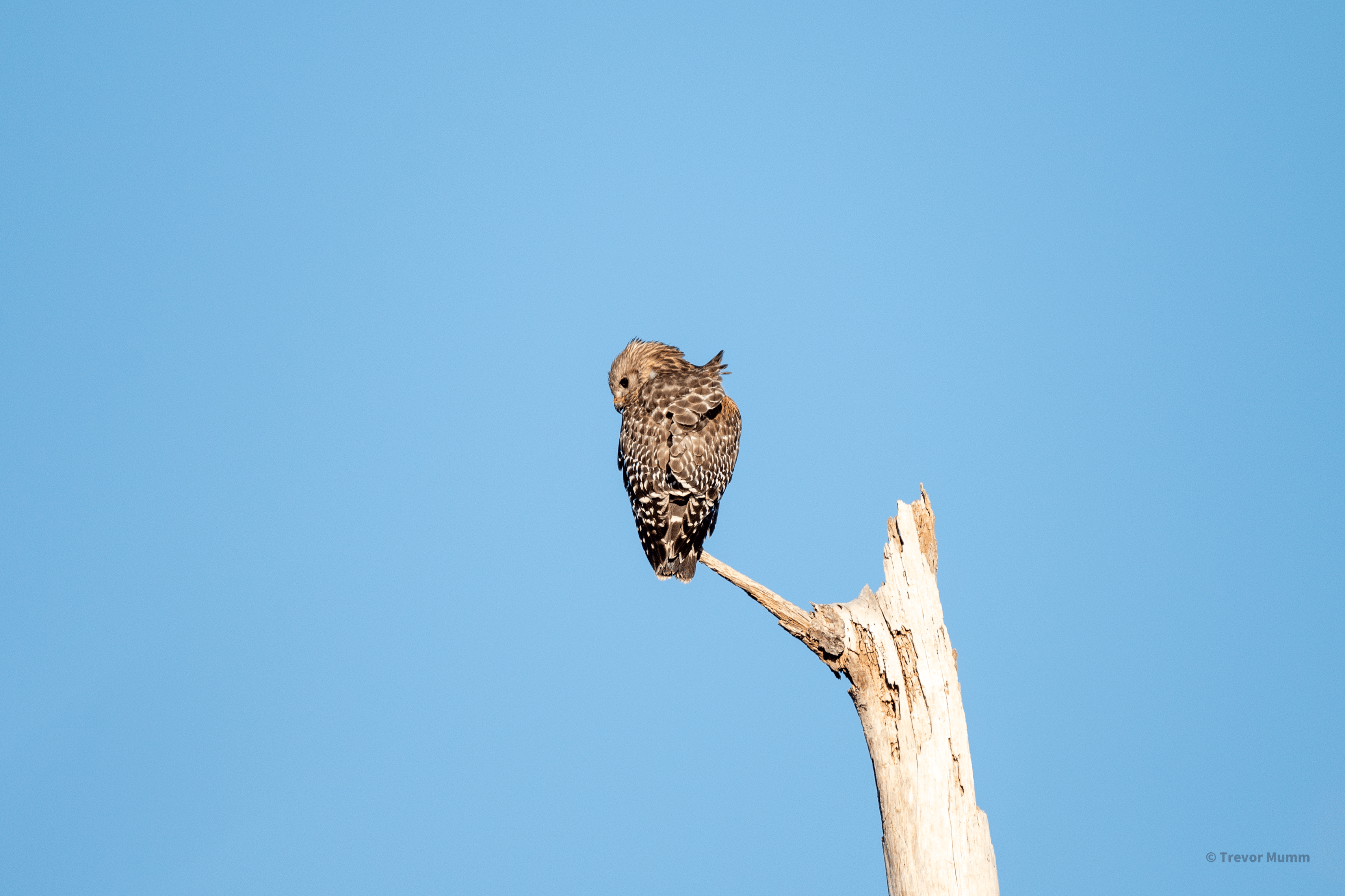 Red Shouldered Hawk | Everglades