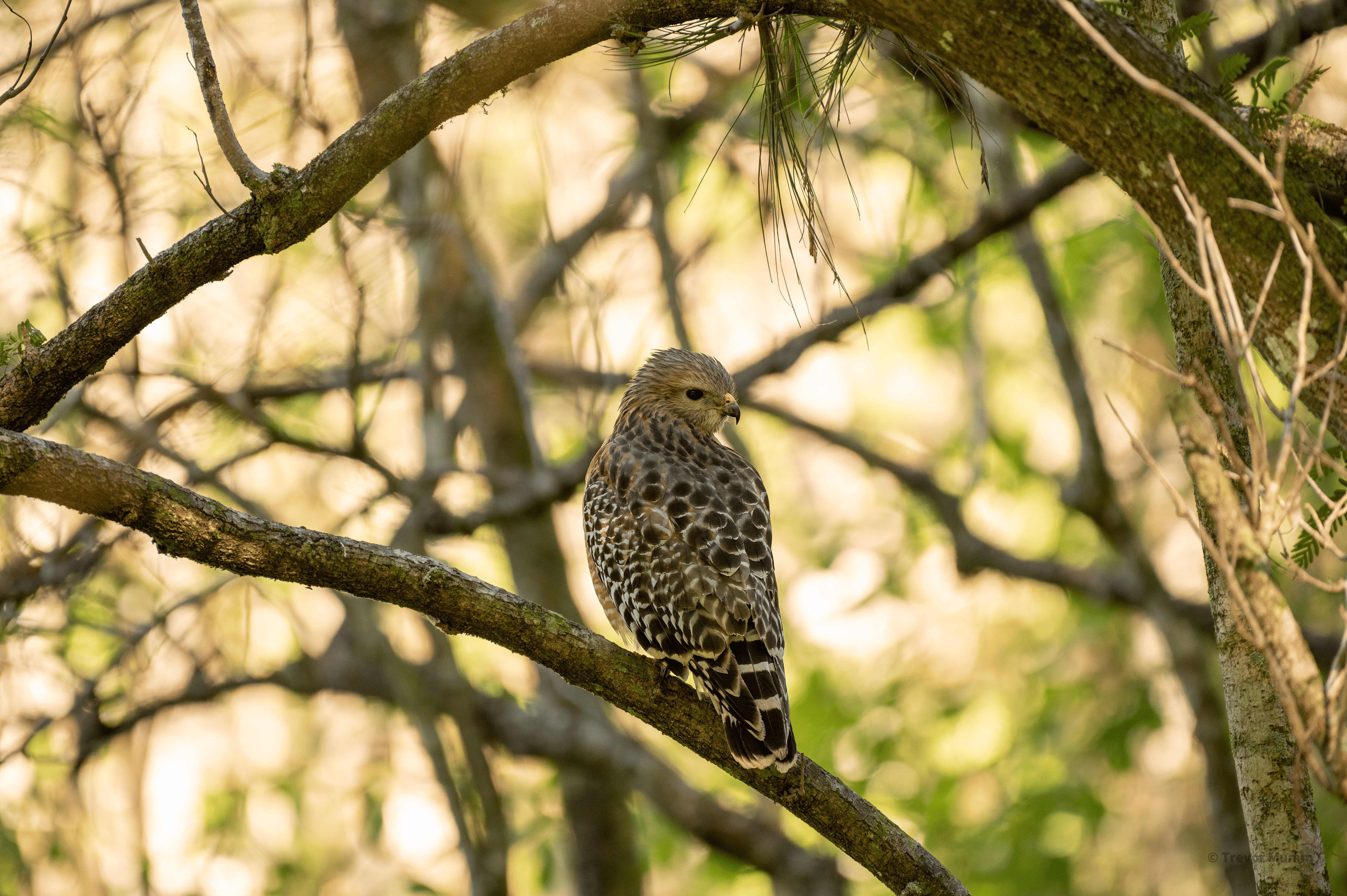 Red Shouldered Hawk | Everglades