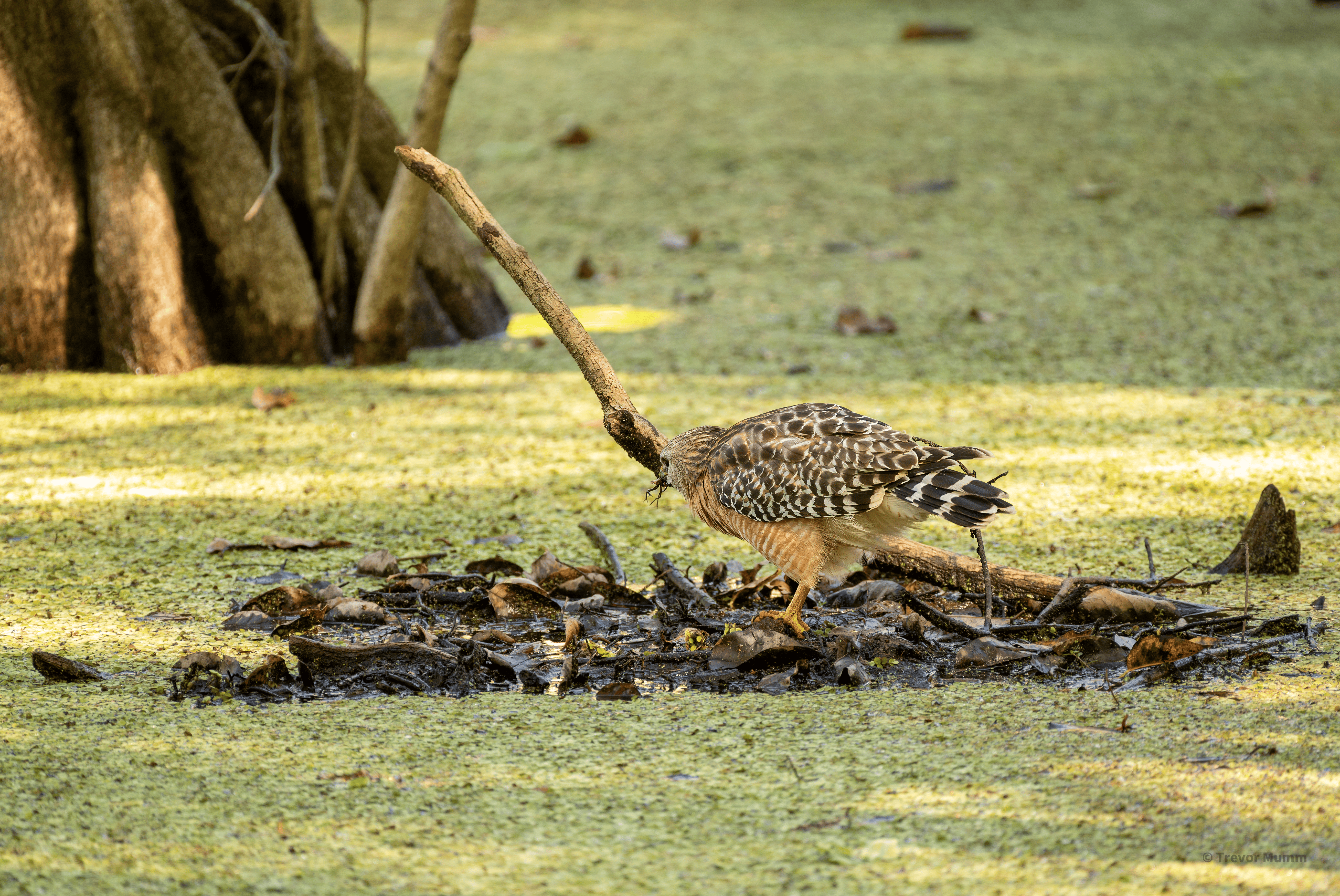 Red Shouldered Hawk Eating Frog | Everglades