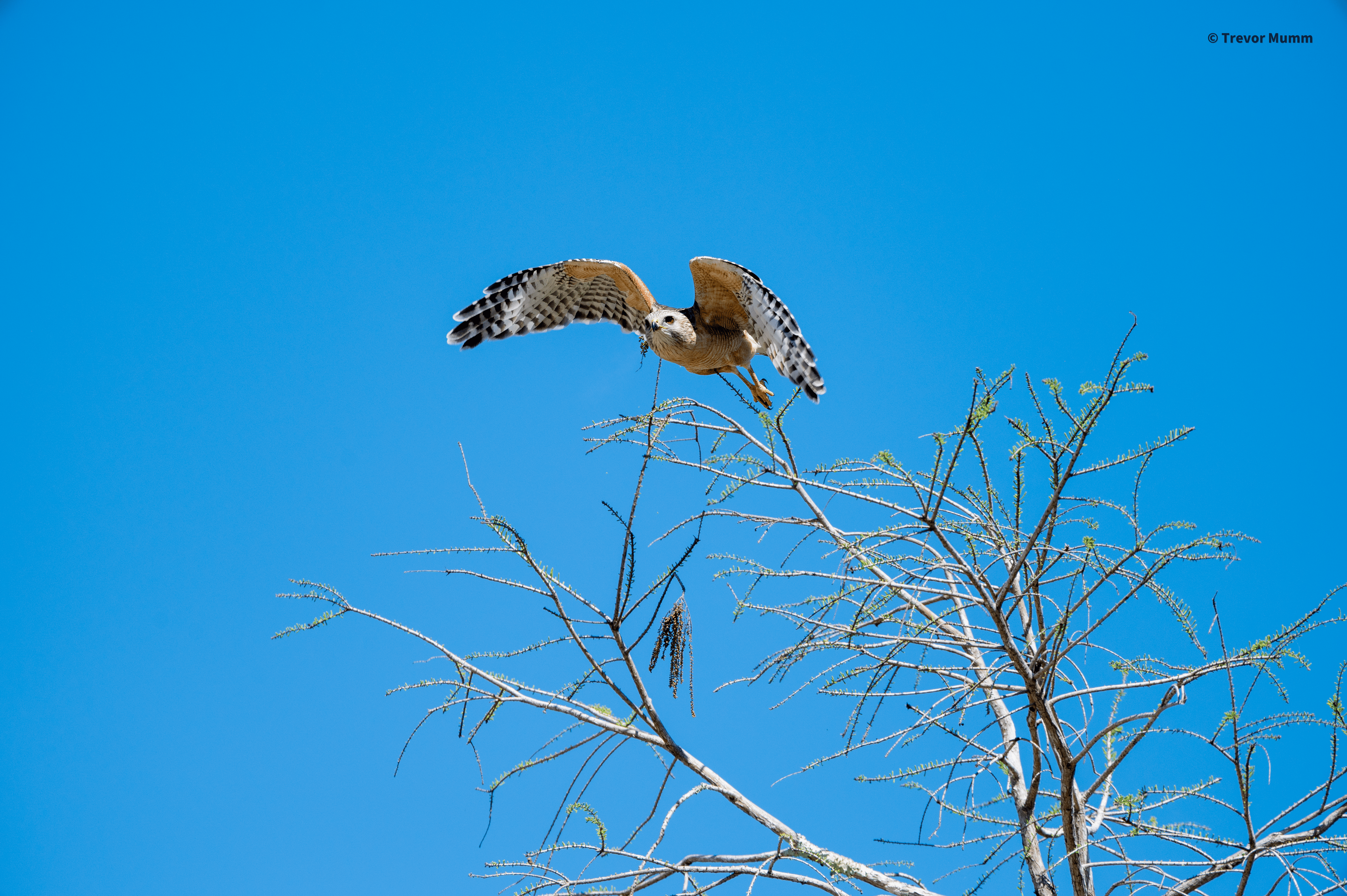 Red Shouldered Hawk in Flight | Everglades