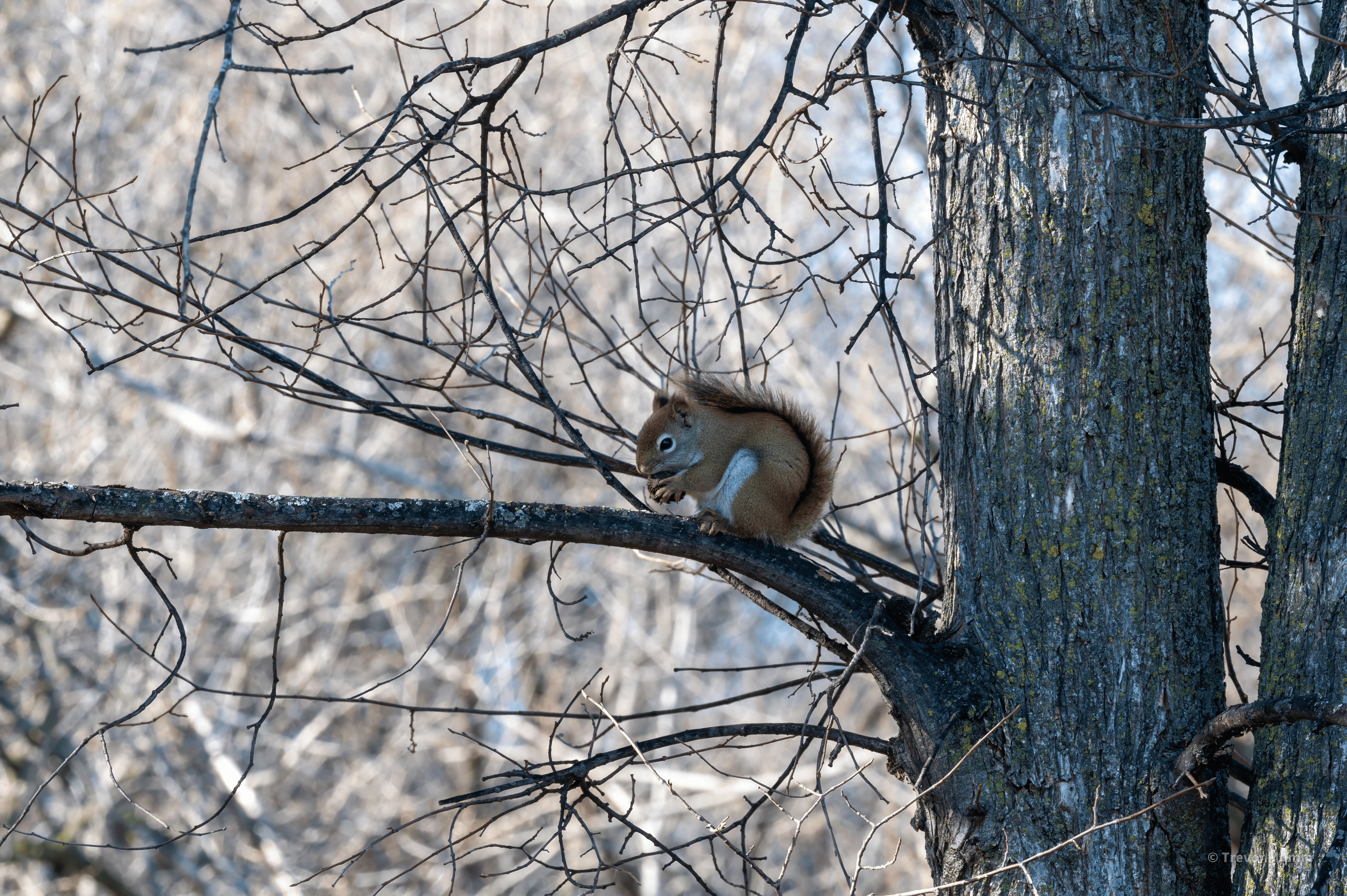Red Squirrel Cracking a Nut | Putnam Loop