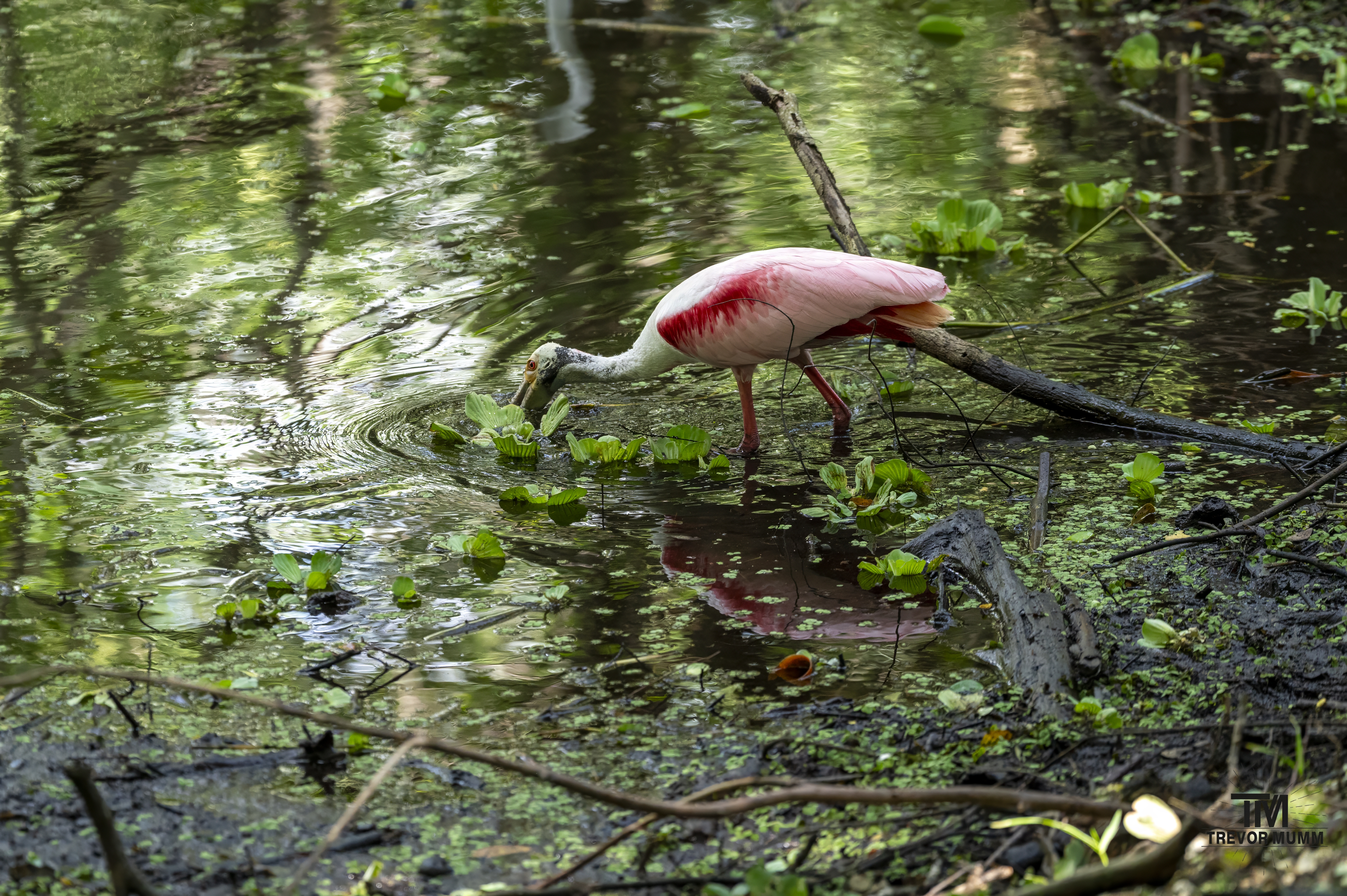 Roseate Spoonbill | Everglades 2025