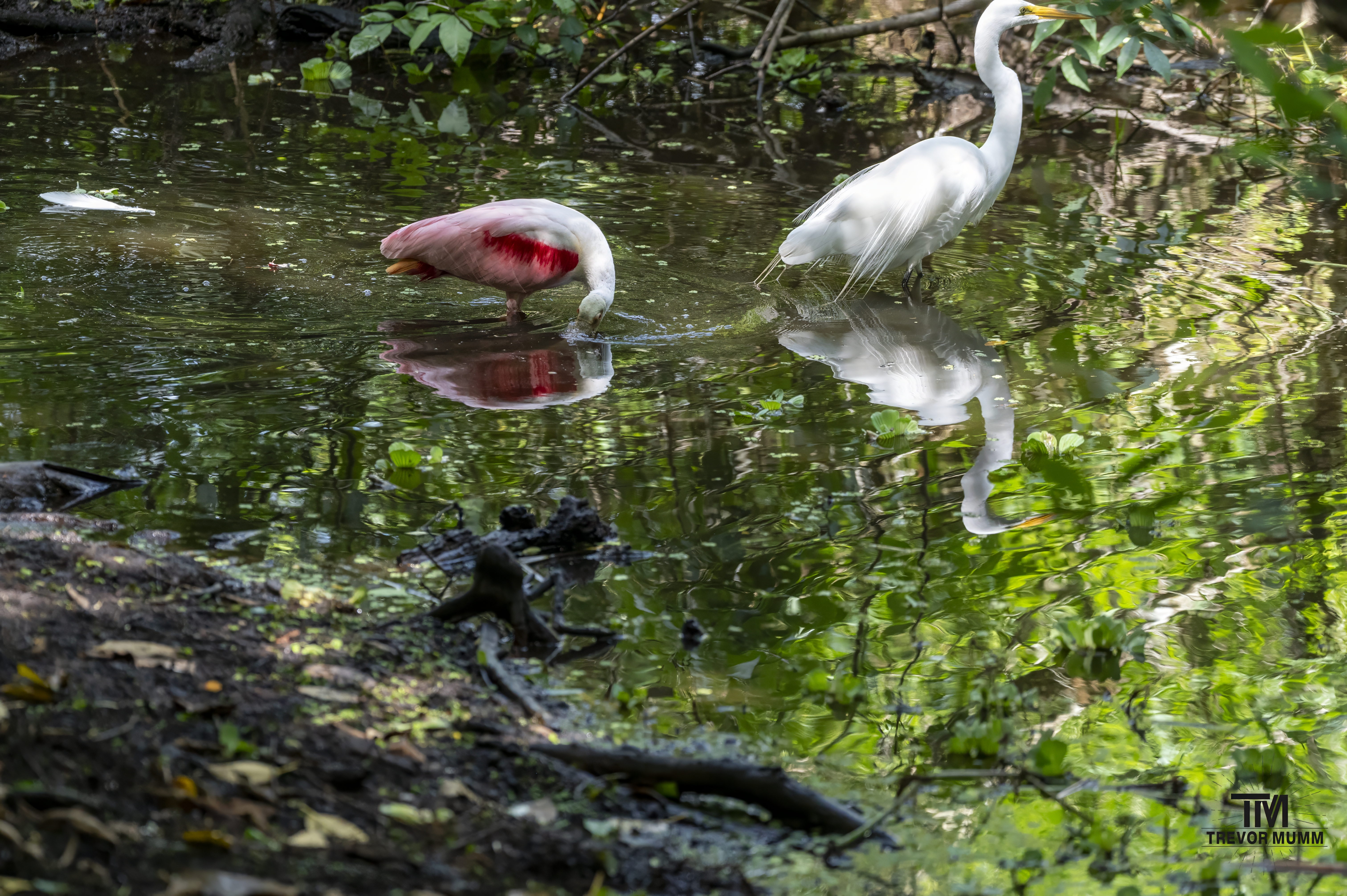 Roseate Spoonbill | Everglades 2025
