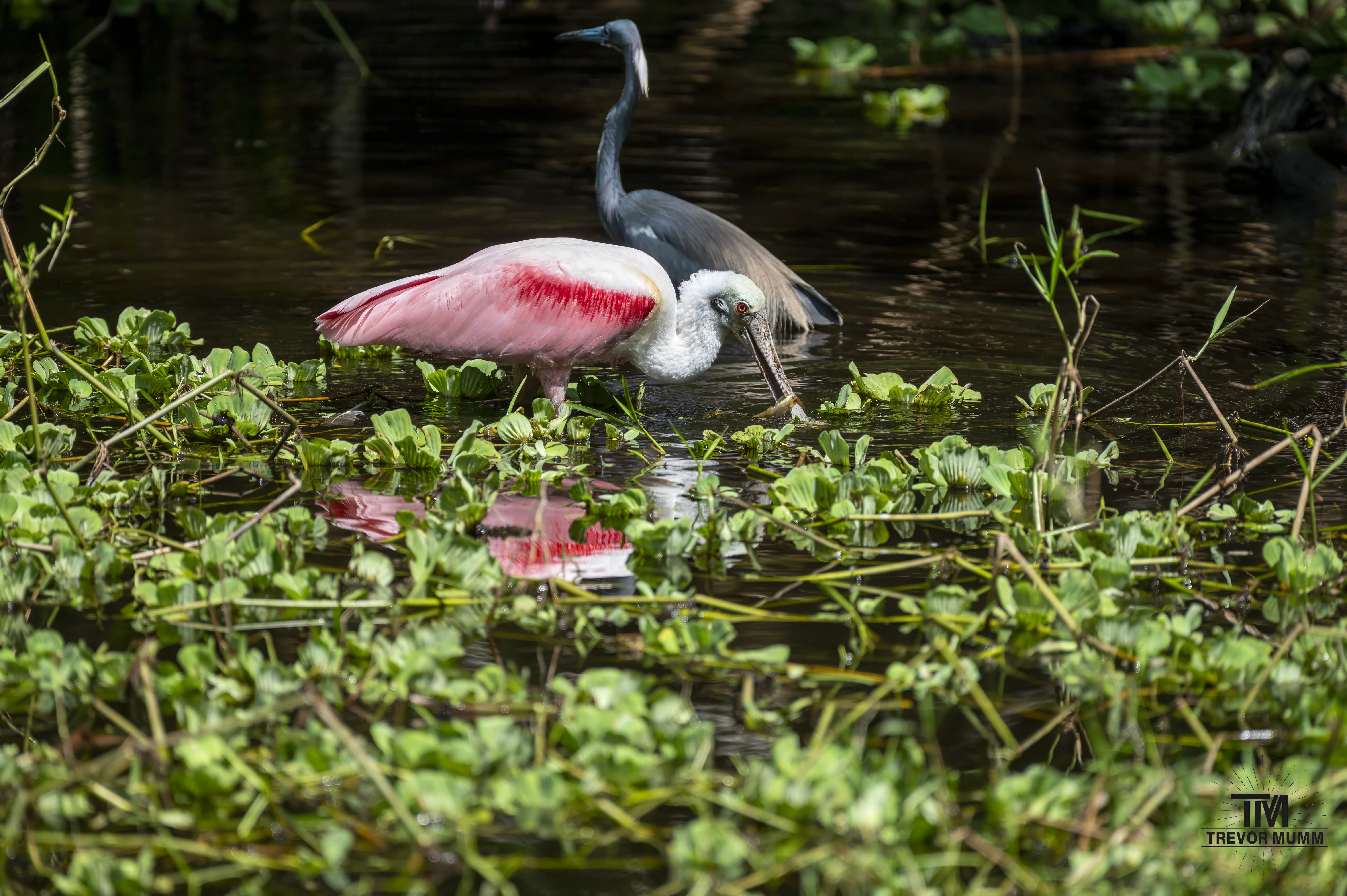Roseate Spoonbill | Everglades 2025
