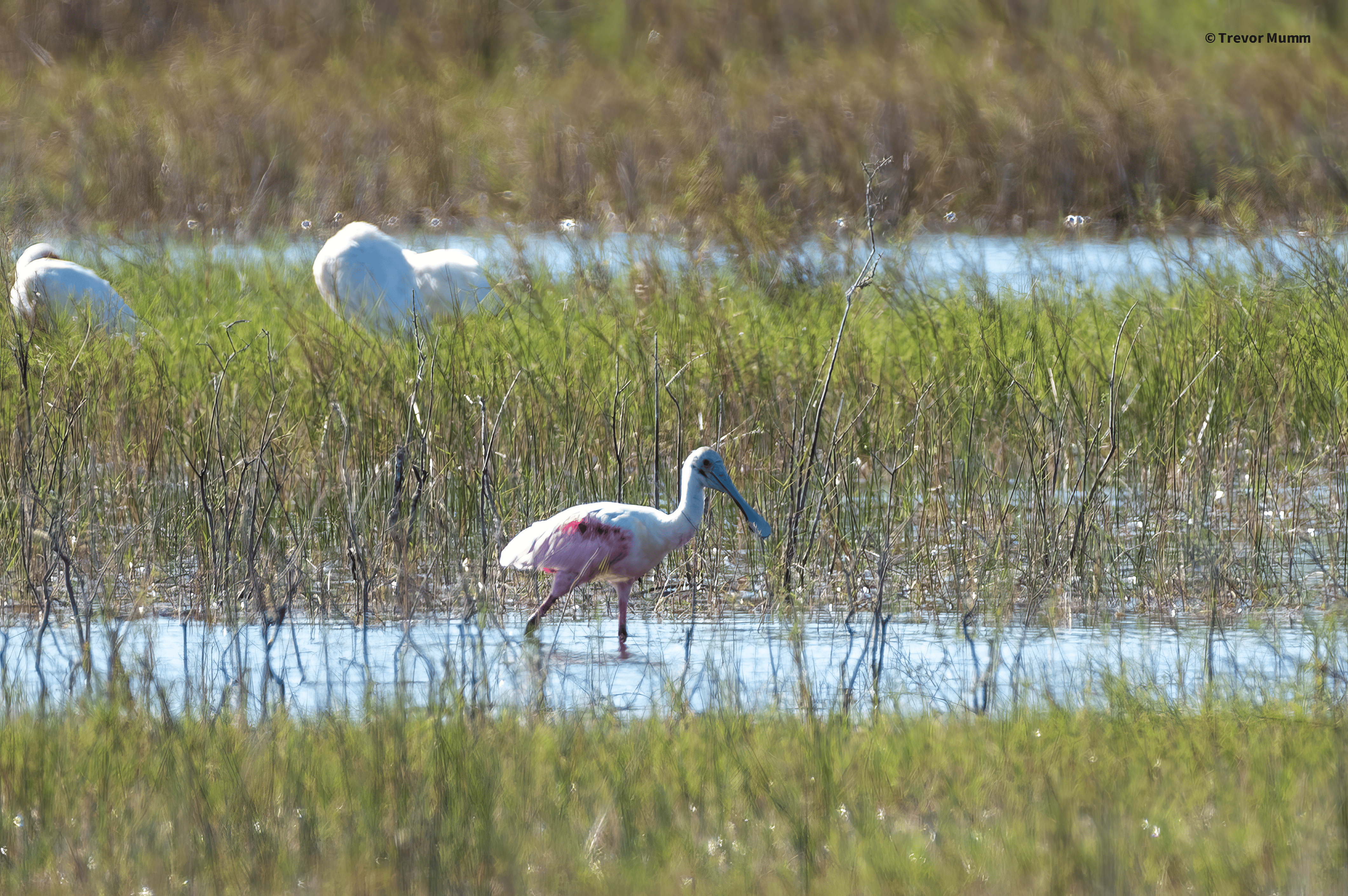 Roseate Spoonbill 1 | Everglades